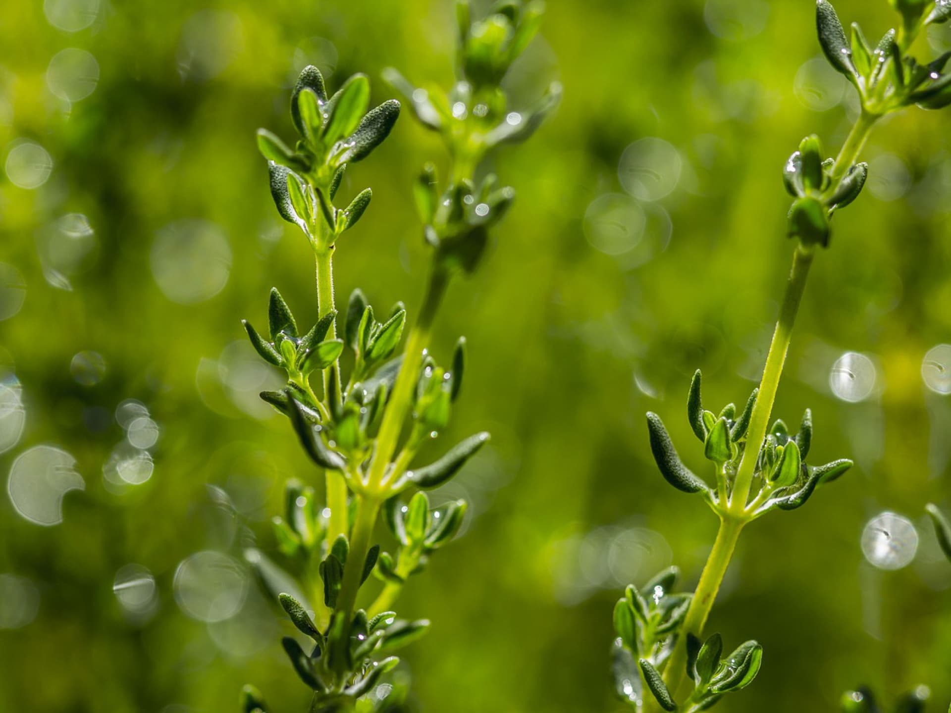Thymian gegen Blattläuse