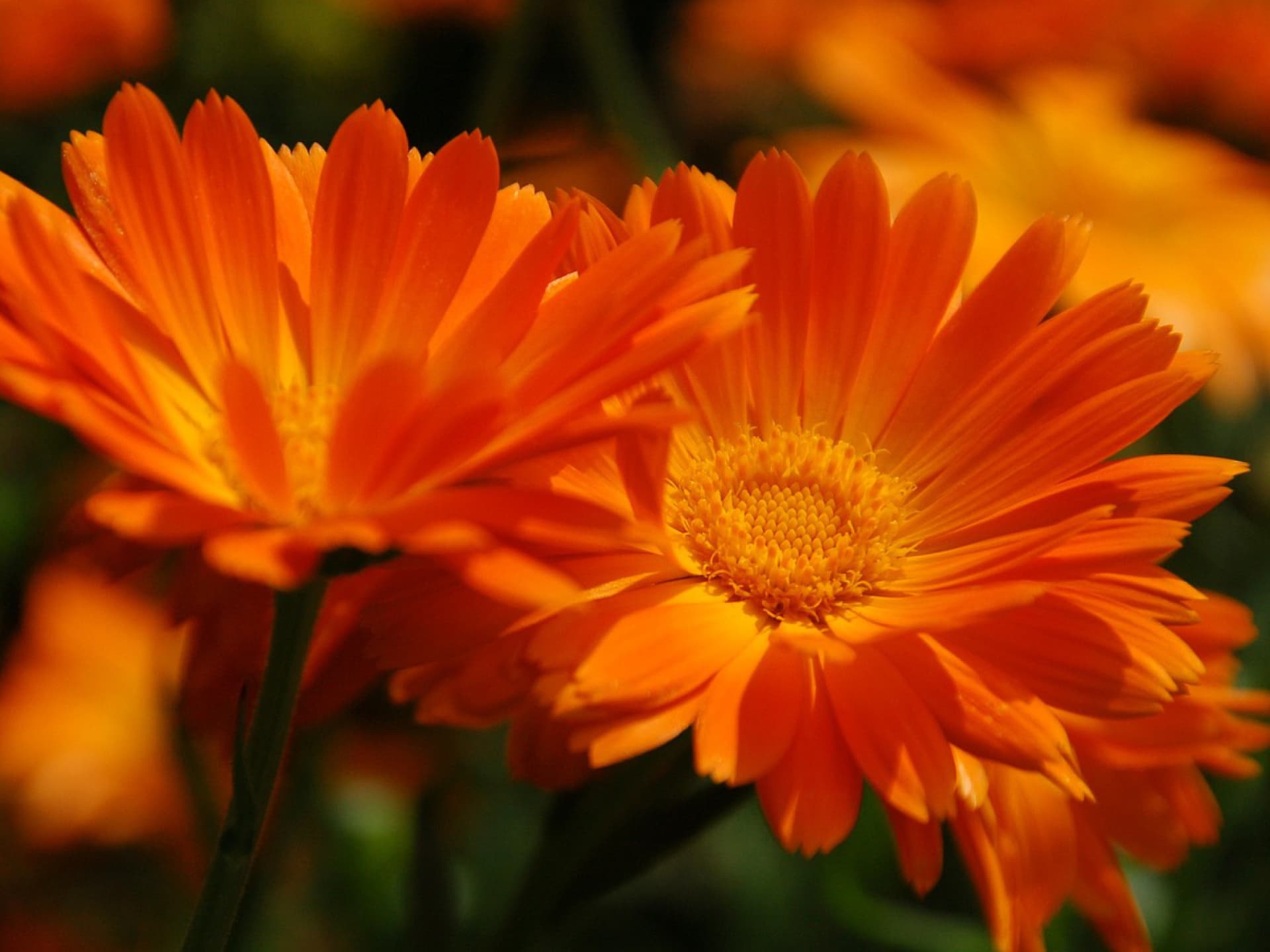 Gerbera für einen sonnigen Standort