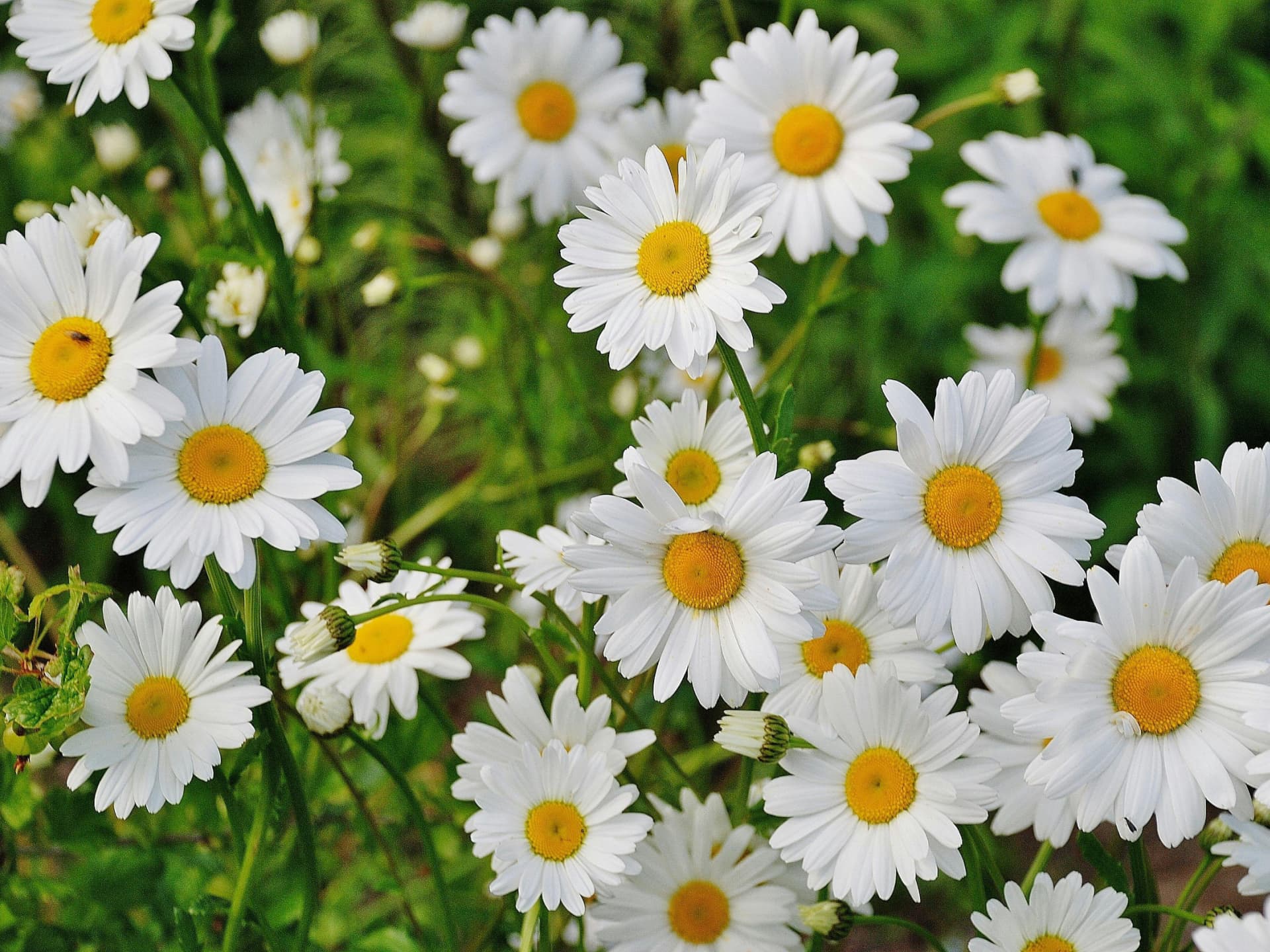 Strauchmargeriten für einen sonnigen Standort