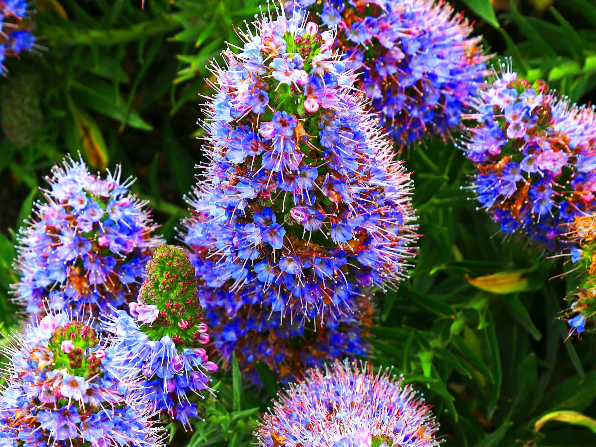 Echium für einen sonnigen Standort