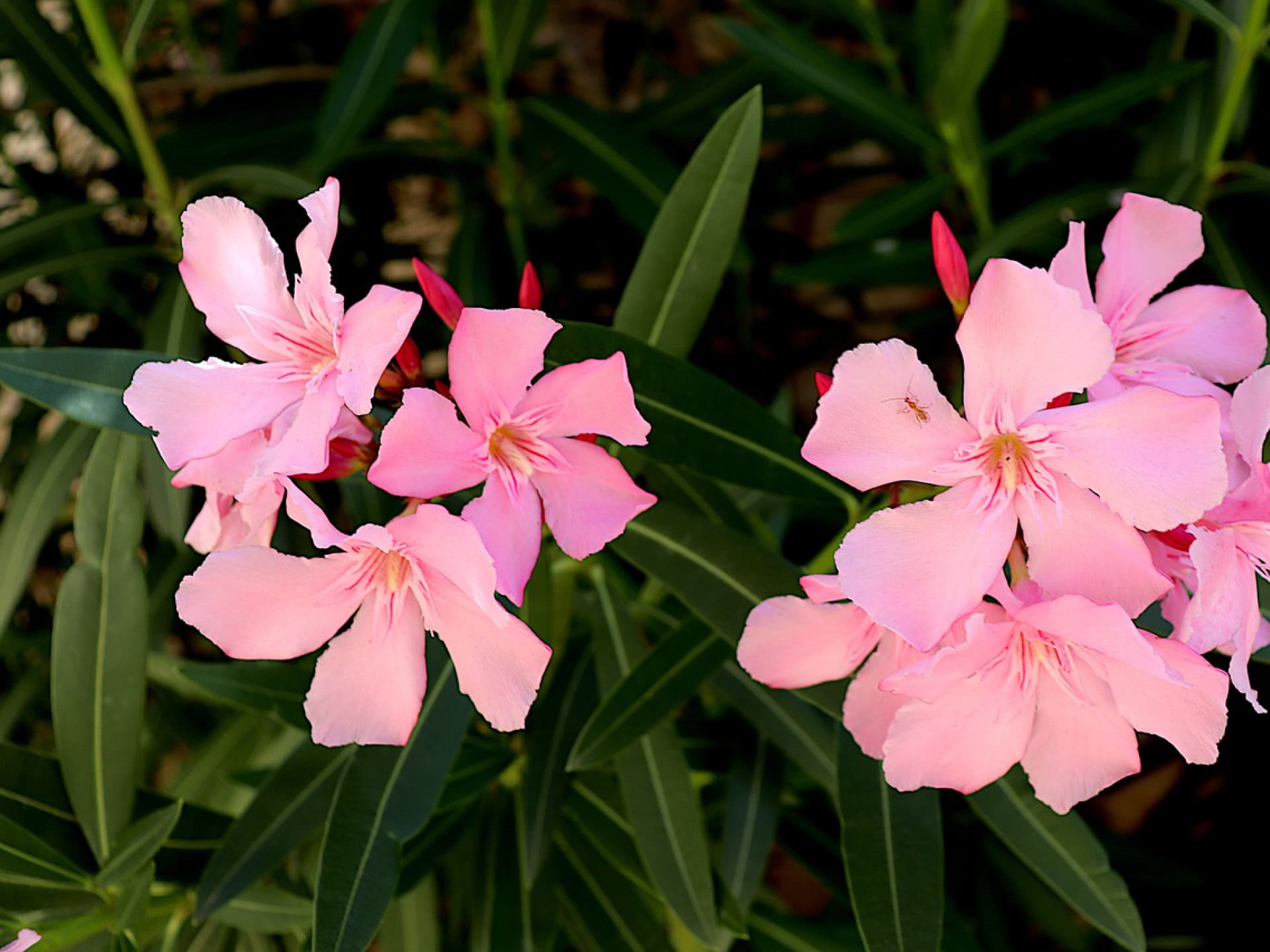 Oleander für einen sonnigen Standort