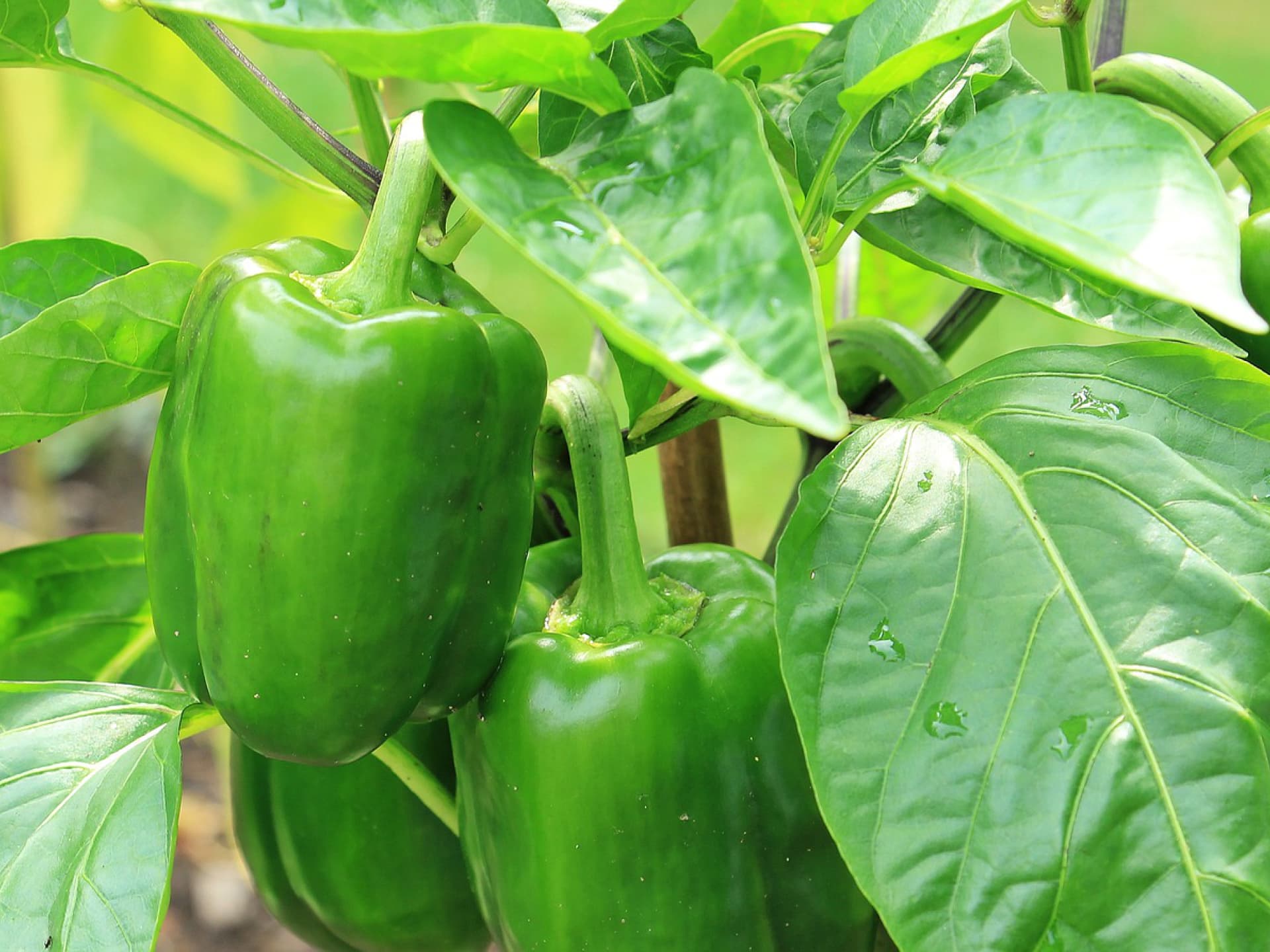 Paprika für einen sonnigen Standort