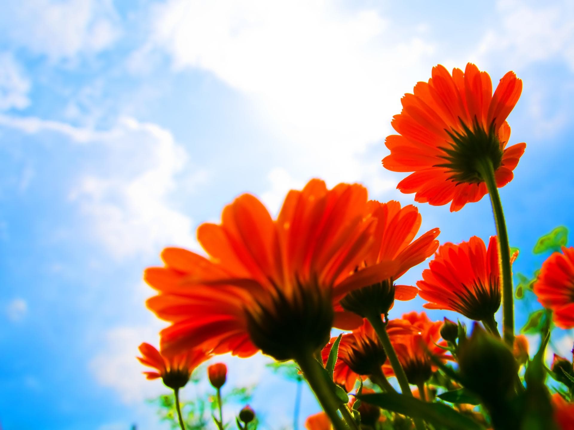 Blumen vor blauem Himmel Blumen vor blauem Himmel