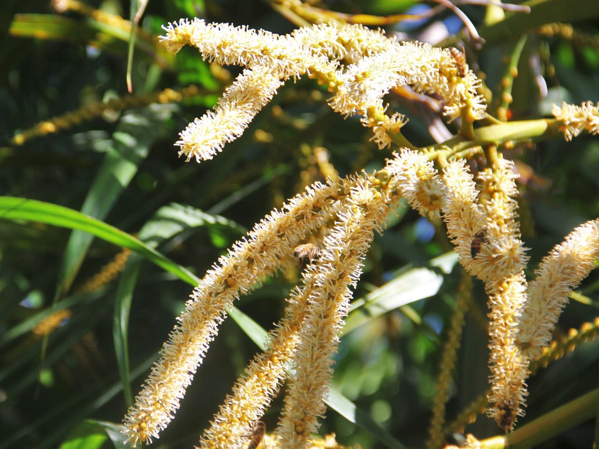 Eine Kokospalme mit Kokosblüten Kokosblüten
