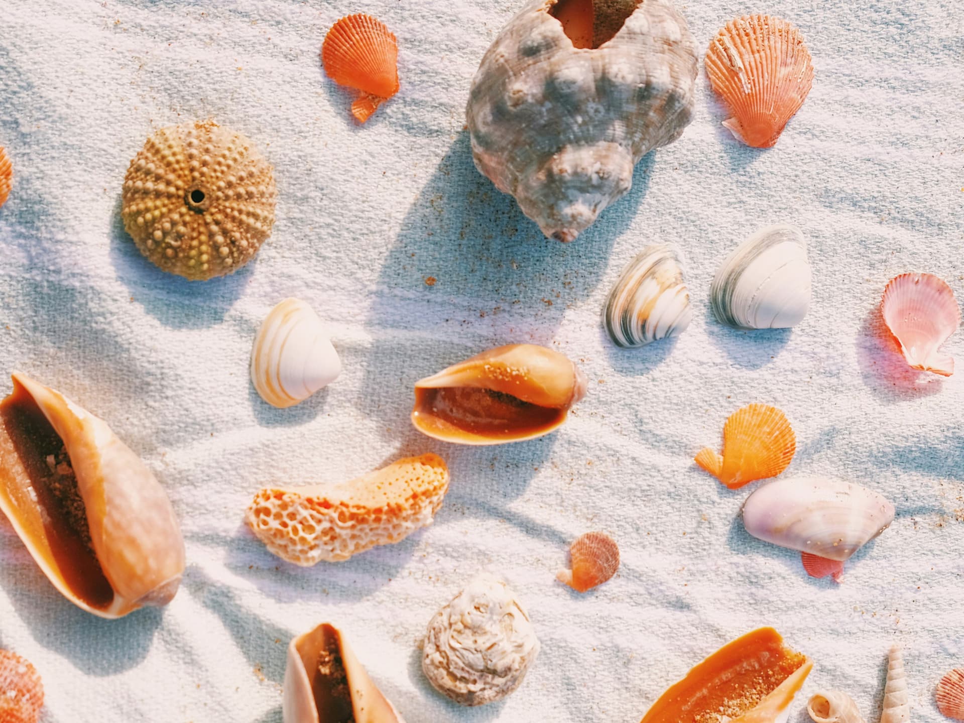 Im Urlaub gesammelte Muscheln