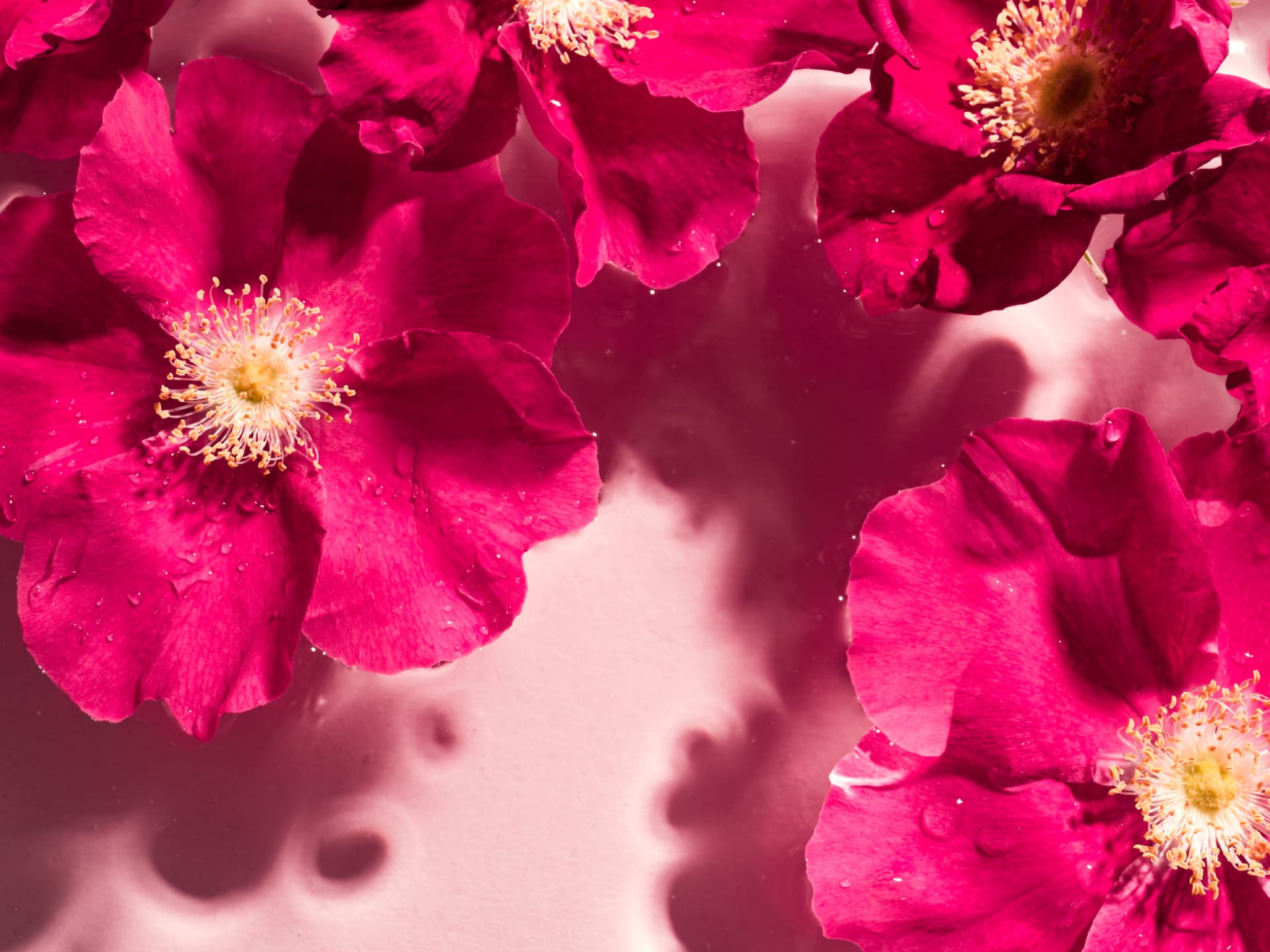 Rosenwasser hat eine tolle Wirkung aufs Gesicht Rosenwasser fürs Gesicht