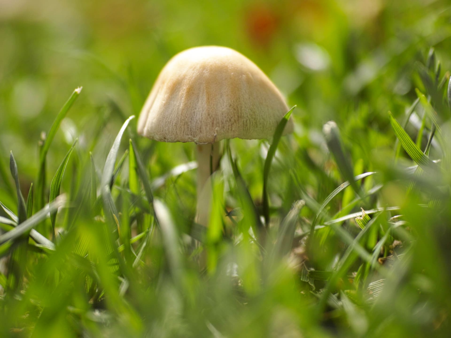 Pilze im Garten