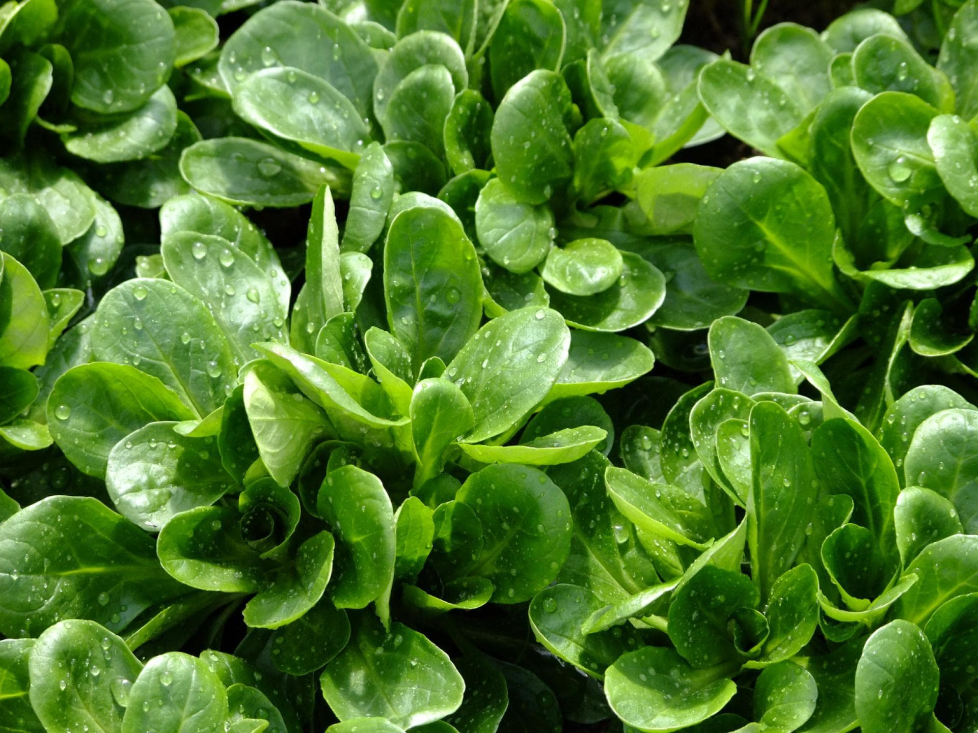 Feldsalat 
