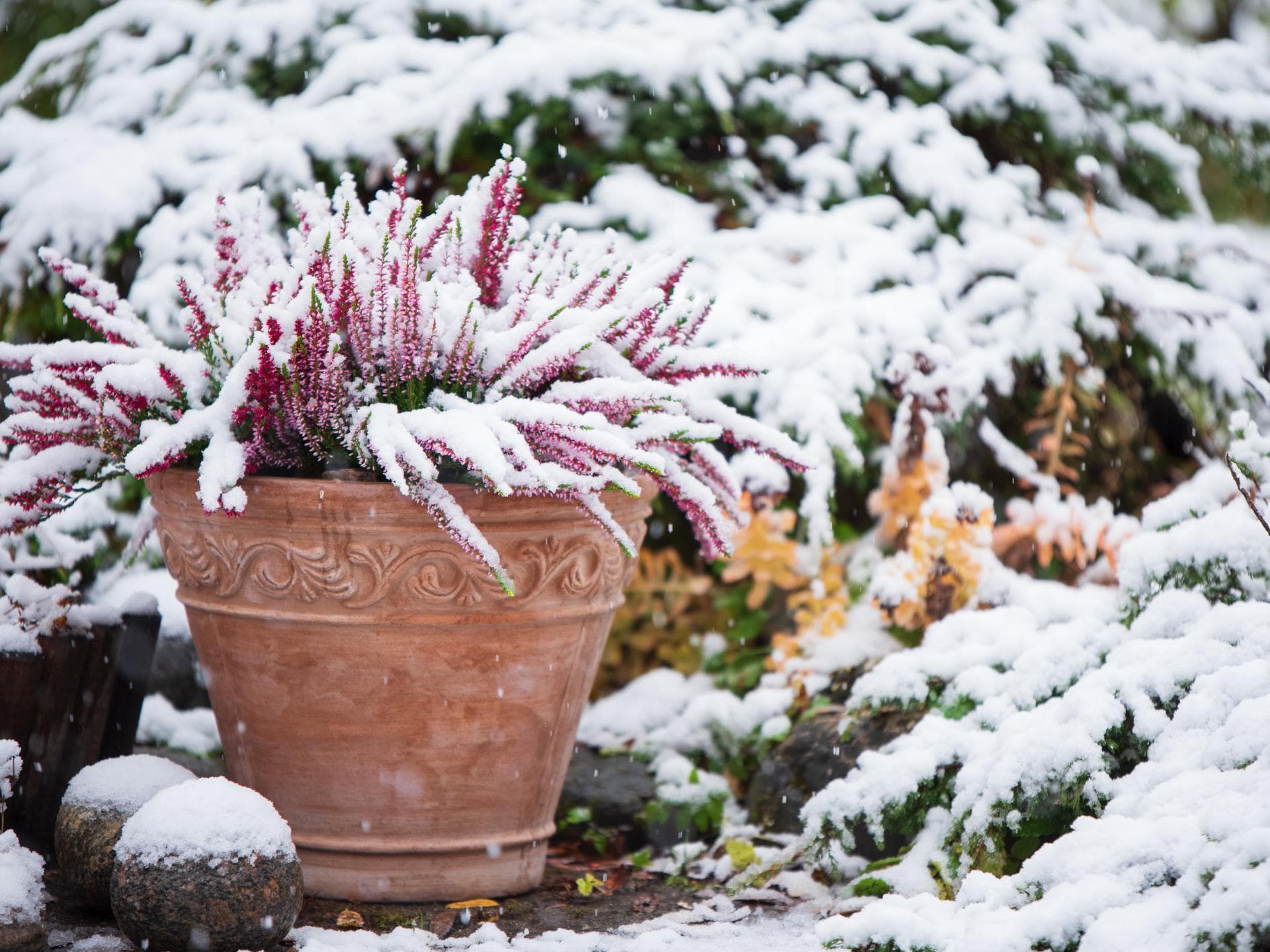 Garten im Winter 
