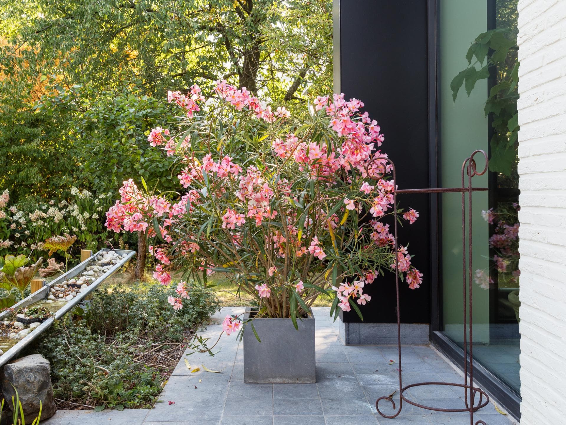 Oleander im Garten 