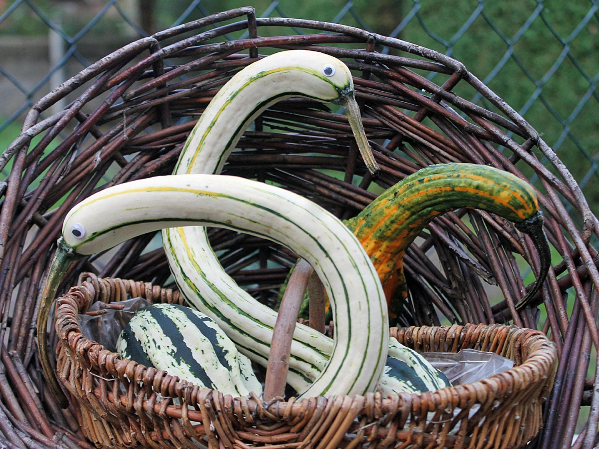 Welche Kürbissorten gibt es - Bicolor Spoon-Kürbis