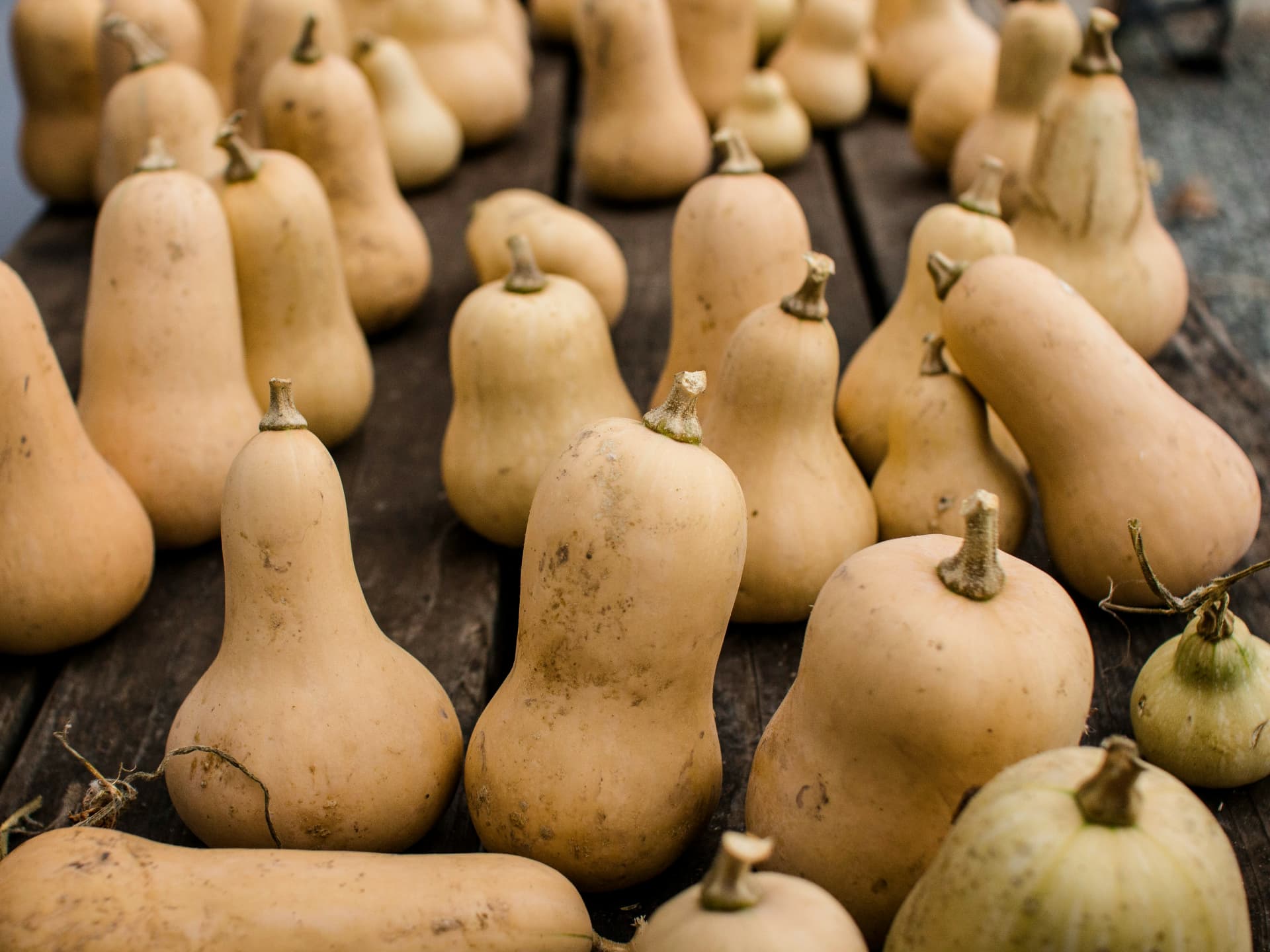 Welche Kürbissorten gibt es - Butternut-Kürbis
