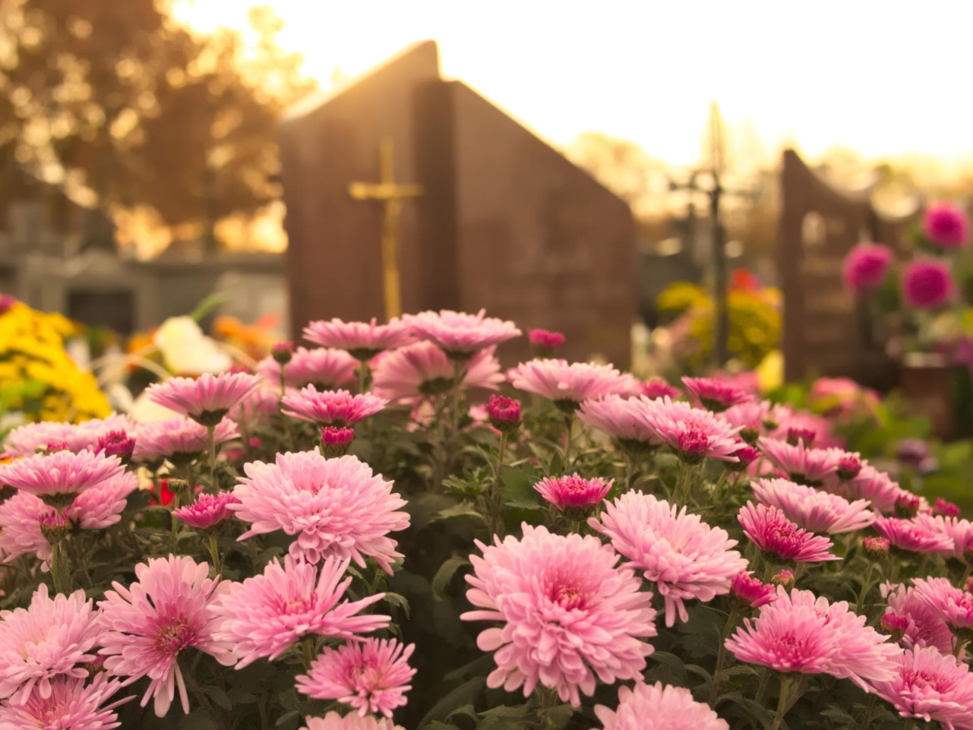 Grabbepflanzung im Frühling 