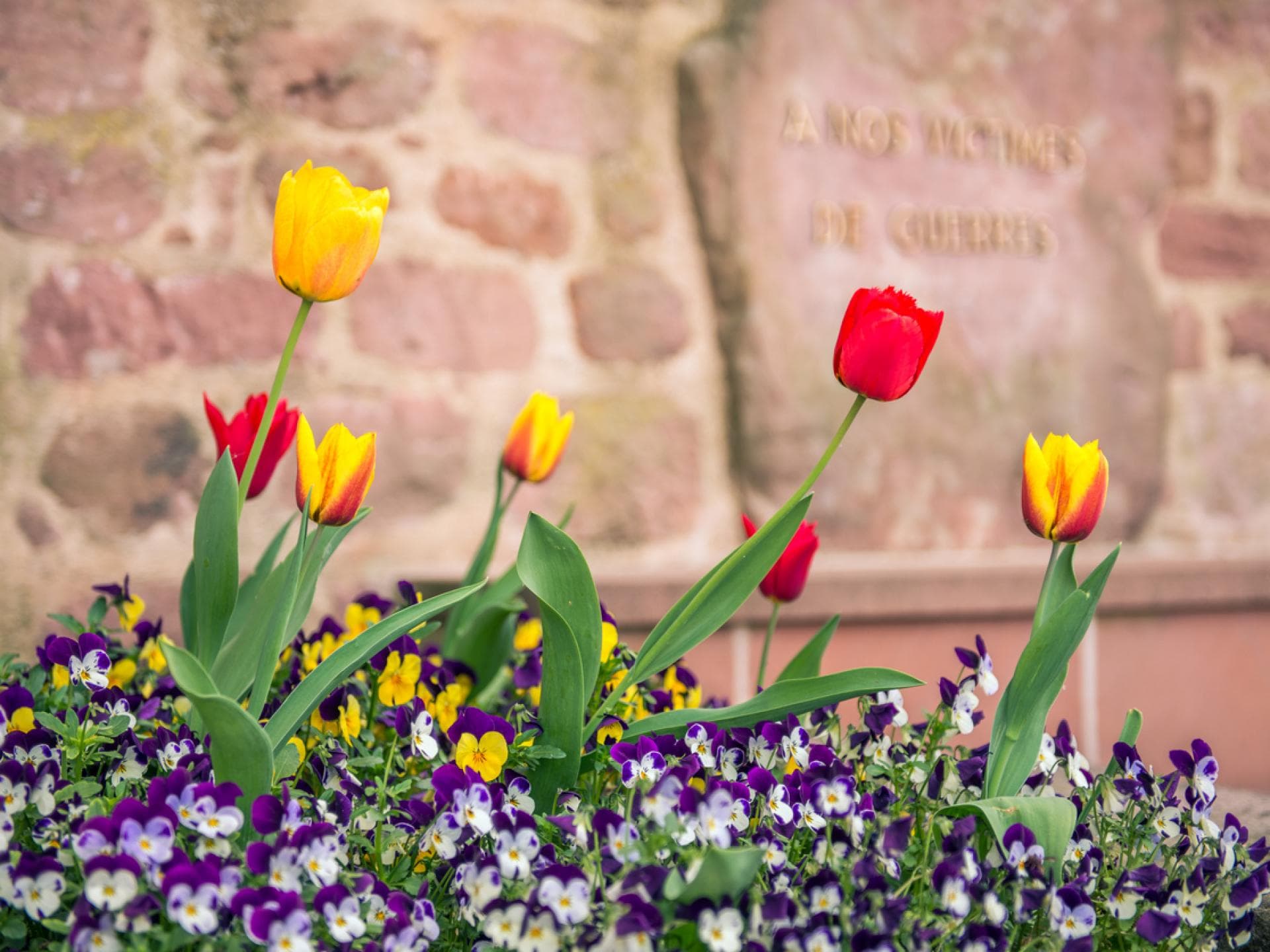 Tulpen bei einem Grab 