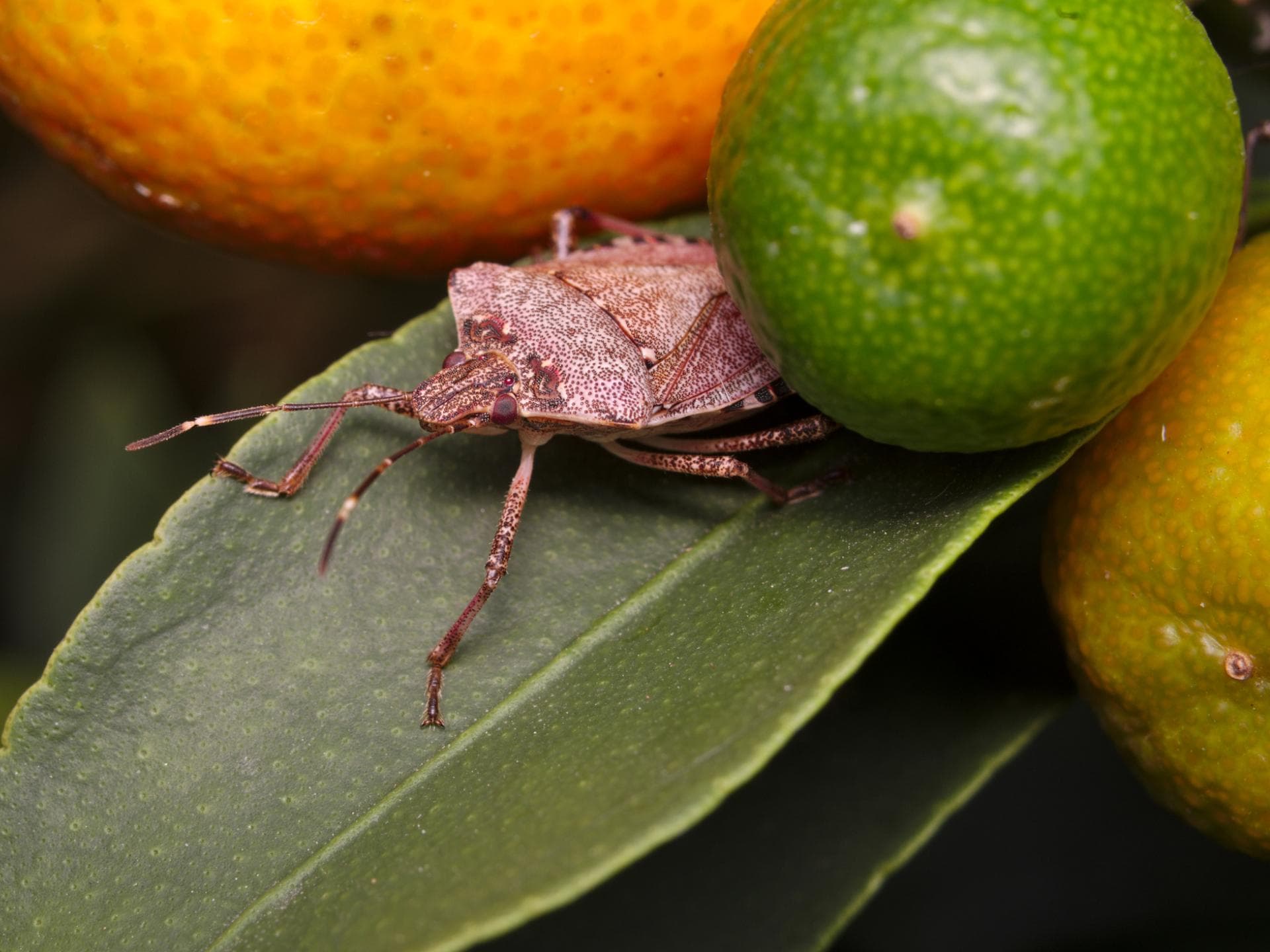 Stinwanze auf einem Blatt