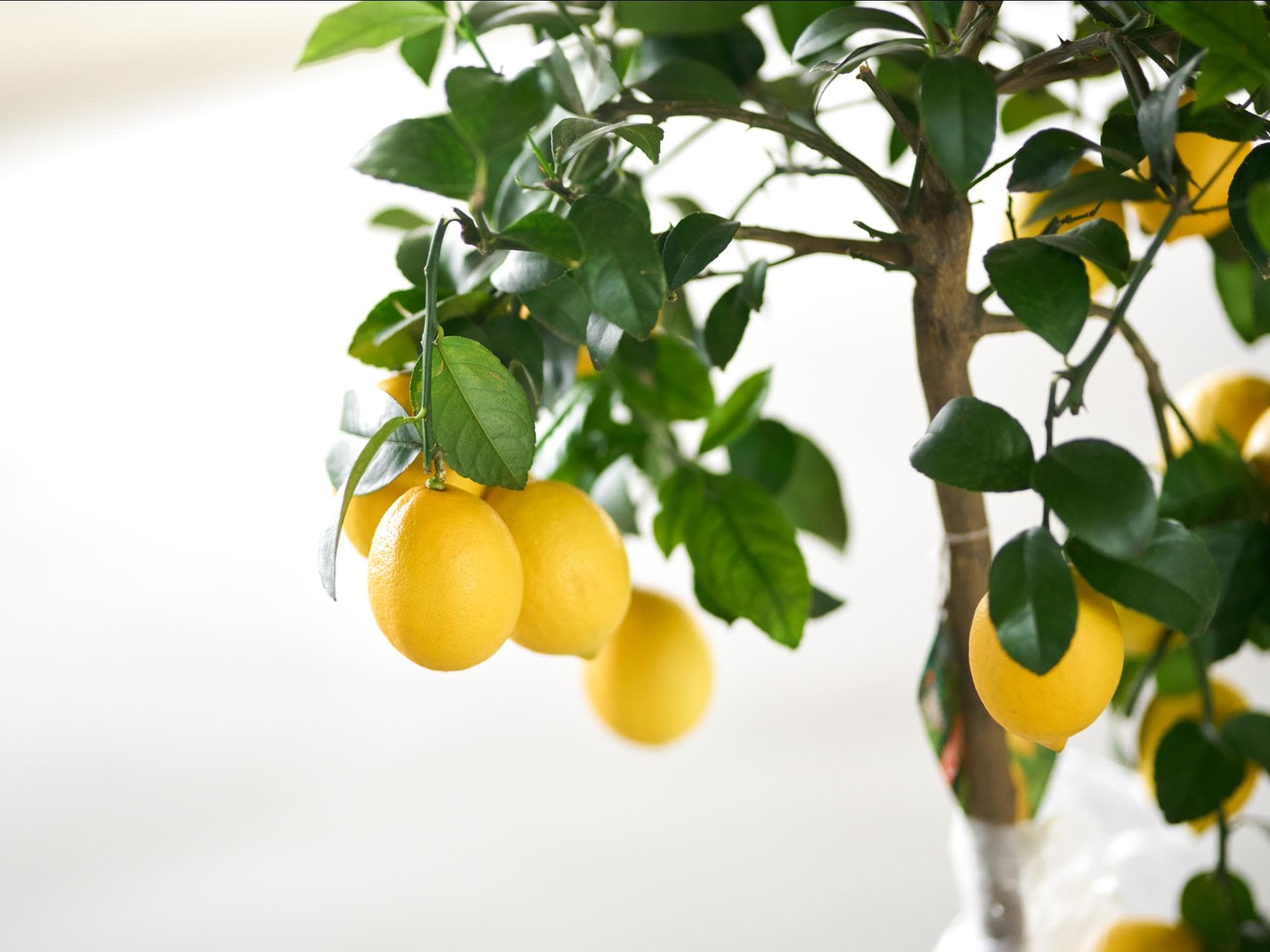 Zitronenbaum auf Balkon pflanzen Zitronenbaum