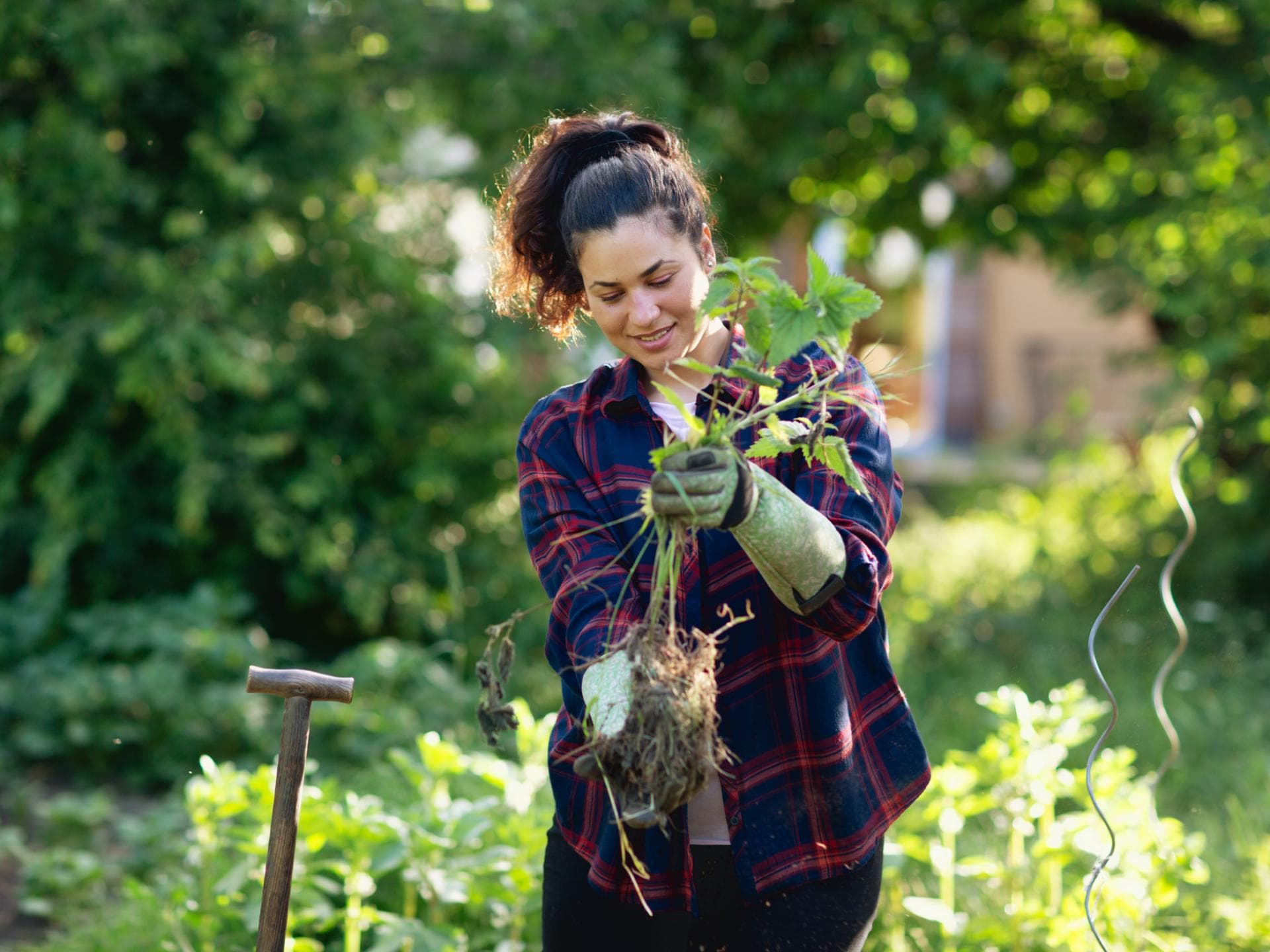 Die besten Unkrautstecher - wir haben sie unter die Lupe genommen Eine Frau mit Gartenhandschuhen hält Unkraut samt Wurzel in der Hand