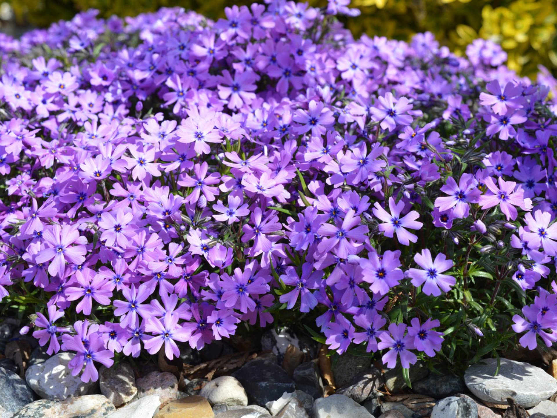 Teppichphlox ist ein wunderschöner Bodendecker für den Steingarten Bodendecker für den Steingarten - Teppichphlox