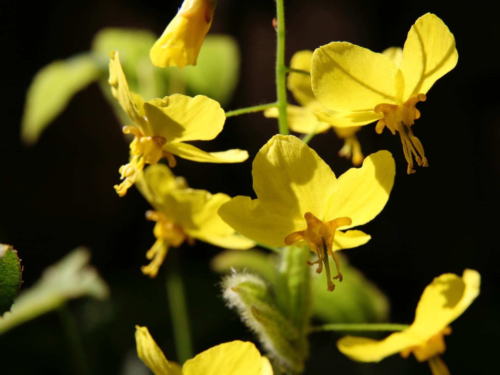 Bodendecker gegen Unkraut - Elfenblume