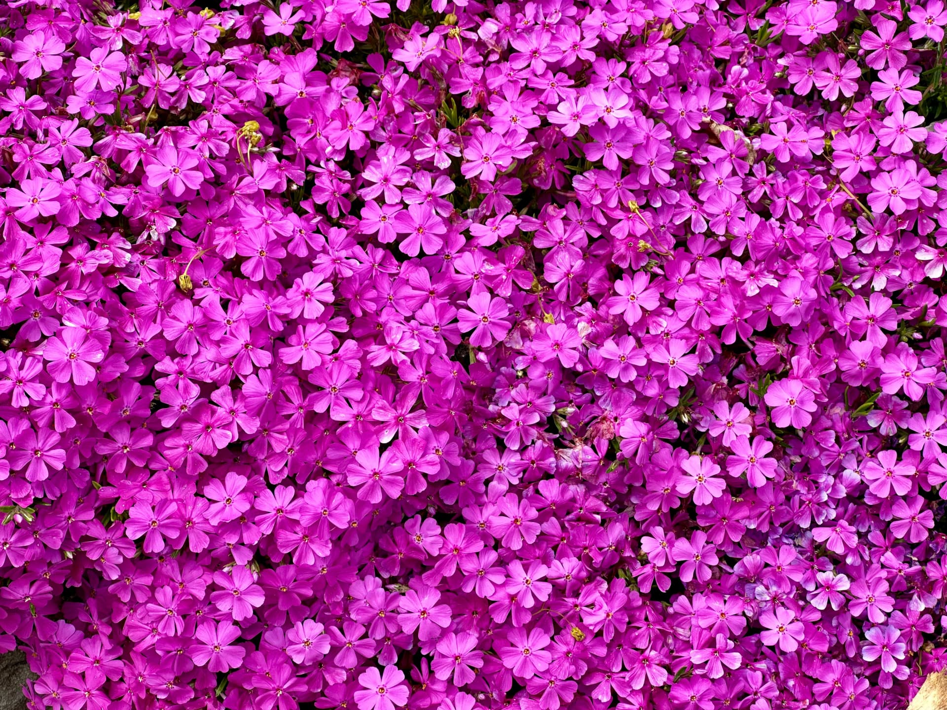 Bodendecker gegen Unkraut - Polsterphlox