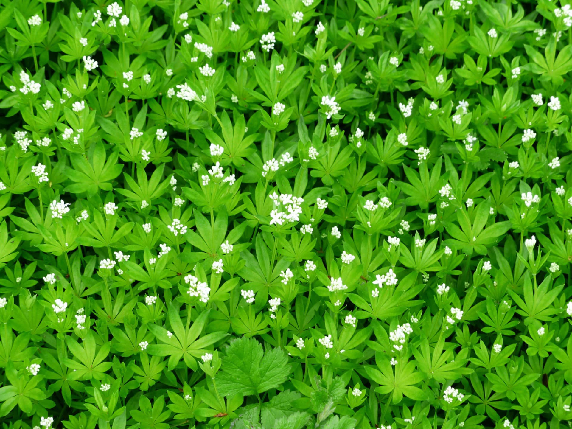 Bodendecker gegen Unkraut - Waldmeister