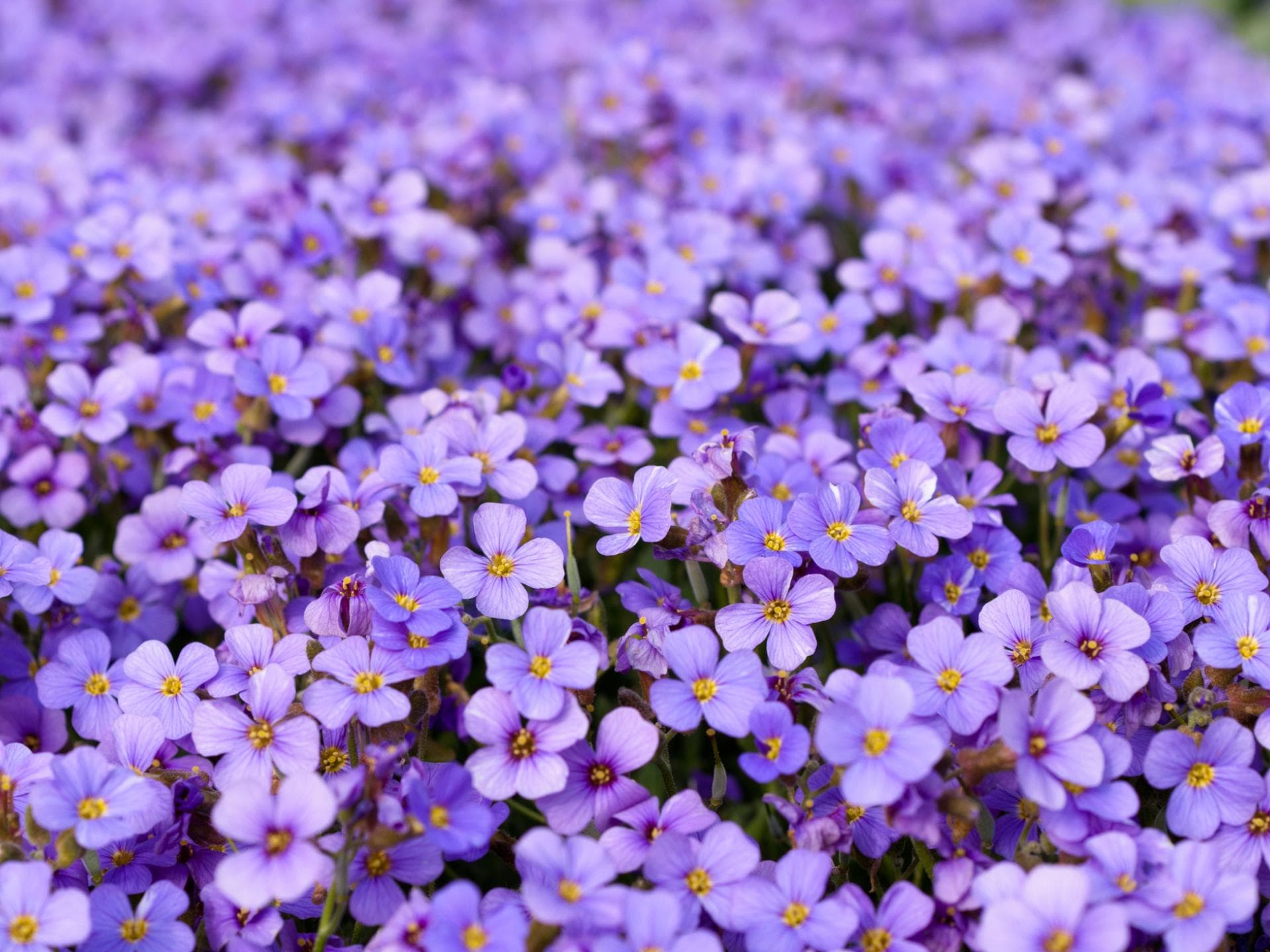 Das Blaukissen ist ein schöner Bodendecker für den Steingarten Blaukissen-Bodendecker für den Steingarten