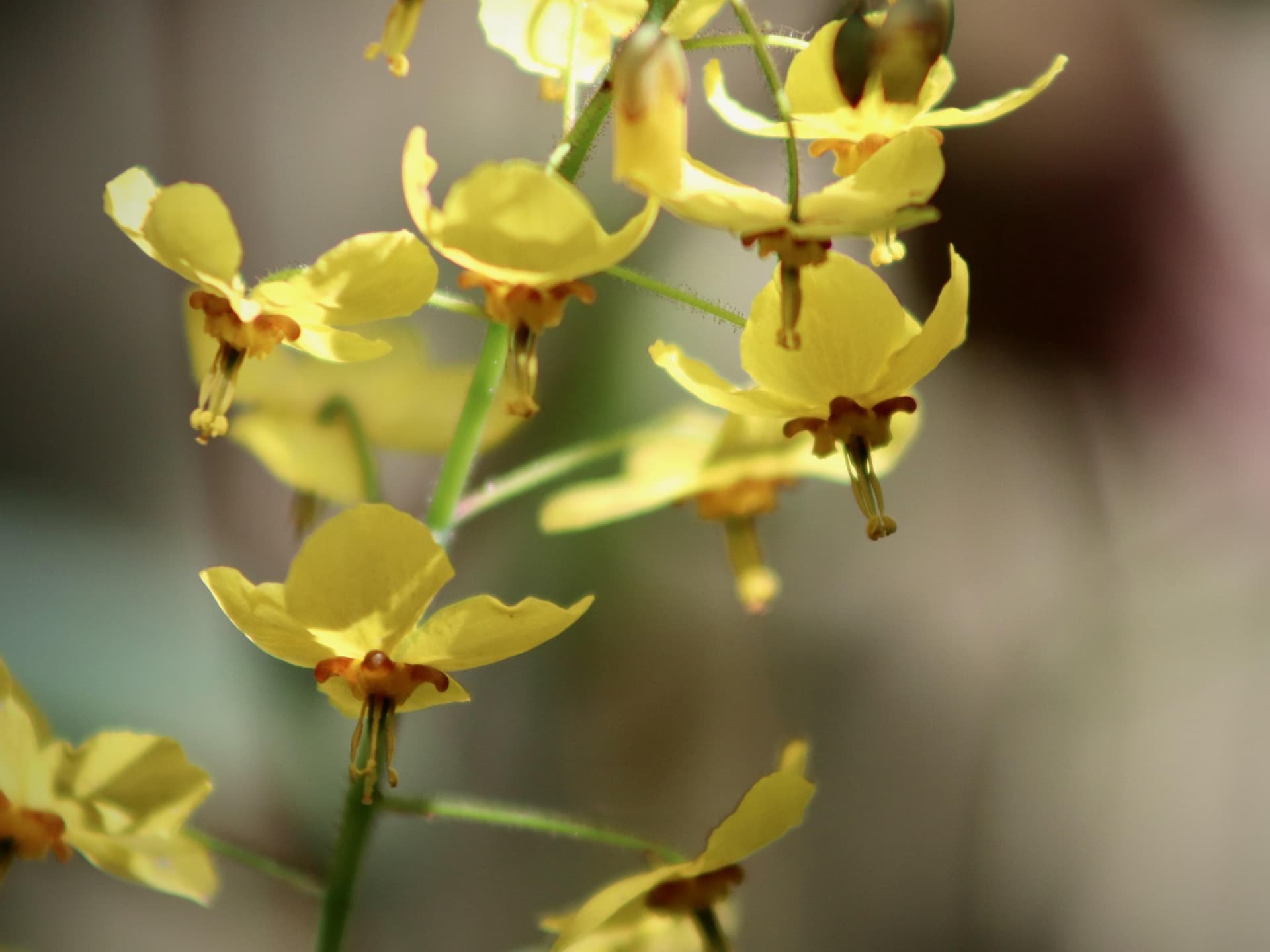 Bodendecker Vorgarten - Elfenblume