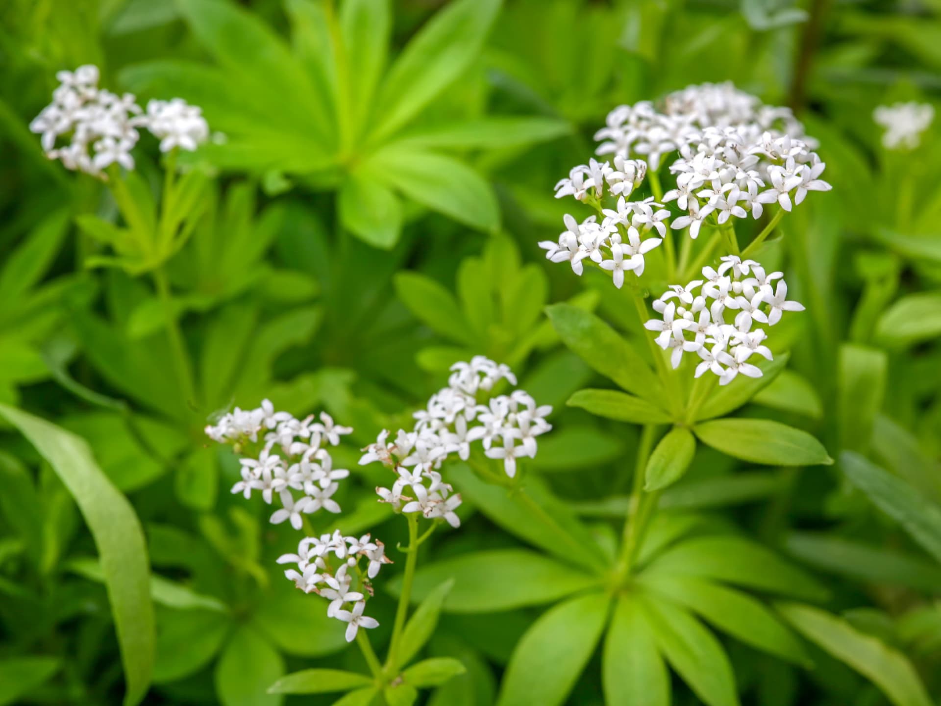 Bodendecker Vorgarten - Waldmeister