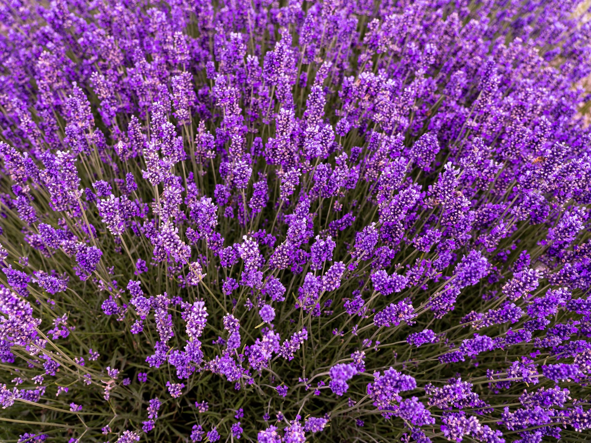 Pflanzen die Rehe nicht fressen - Lavendel