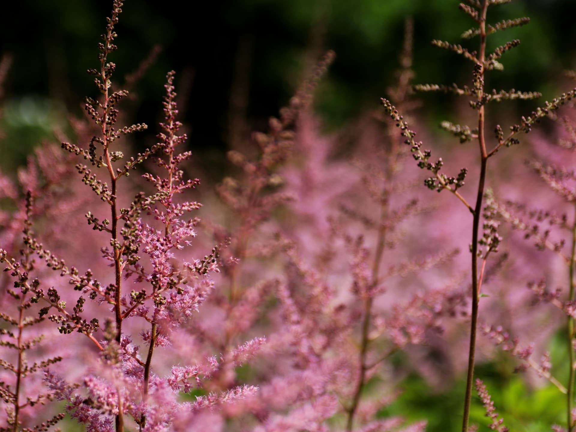 Pflanze für den Schatten - Astilbe