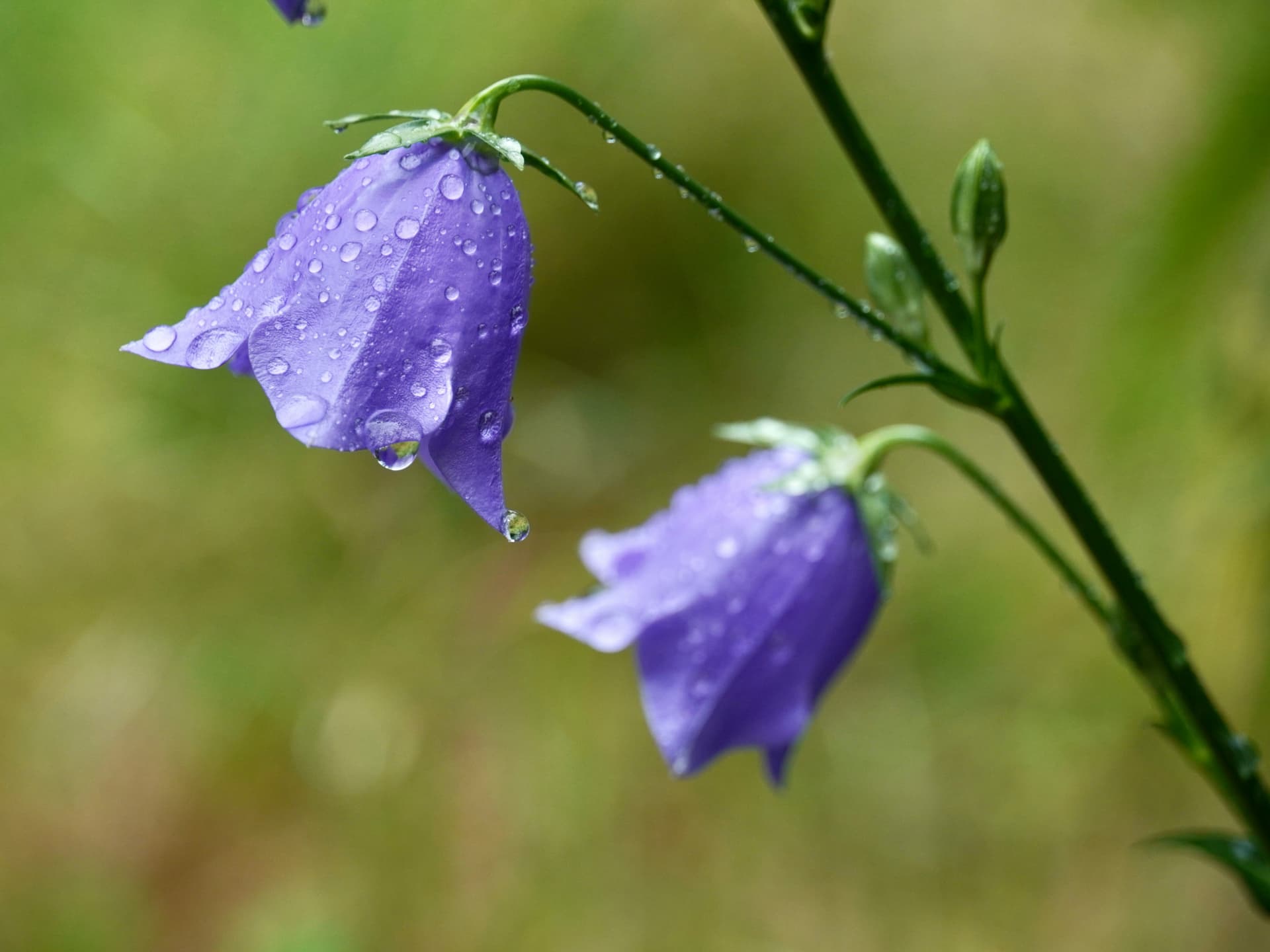 Pflanze für den Schatten - Glockenblumen