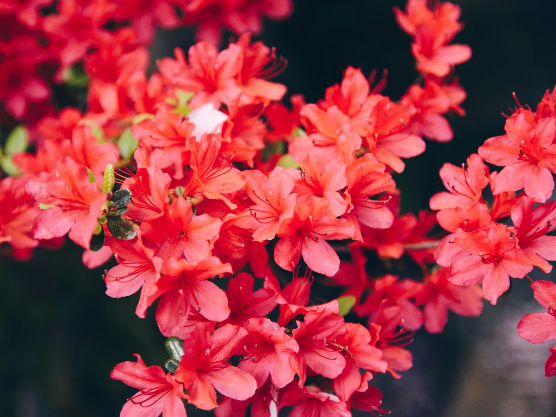 Pflanze für den Schatten - Rhododendron
