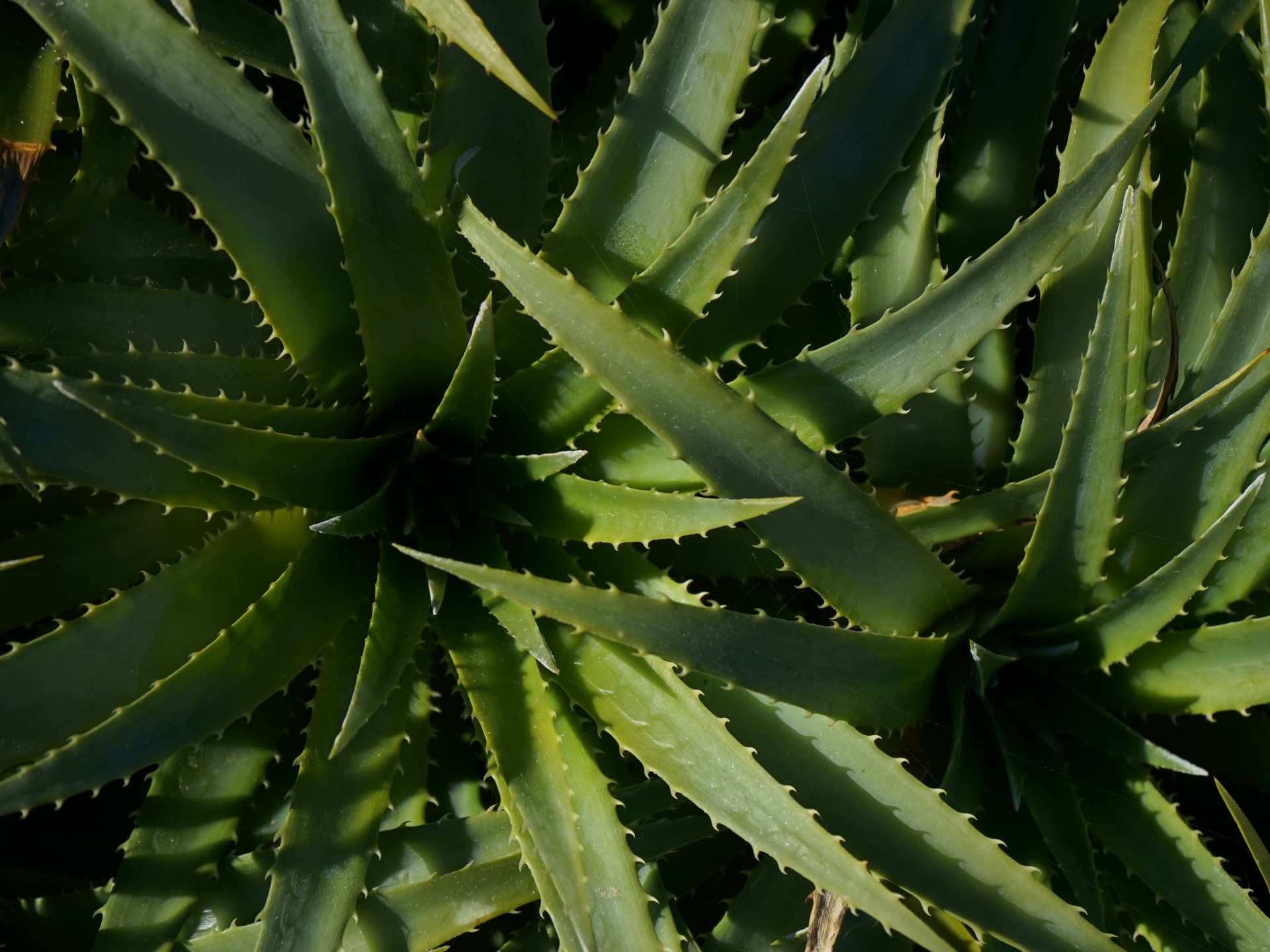 Pflanze für den Steingarten - Aloe vera