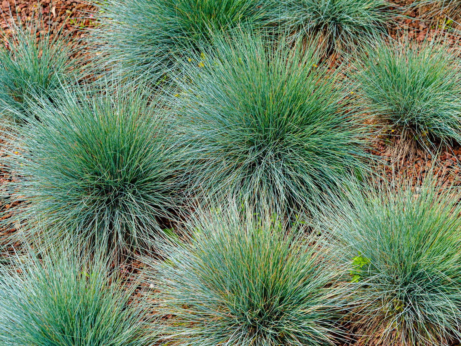 Pflanze für den Steingarten - Blauschwingel