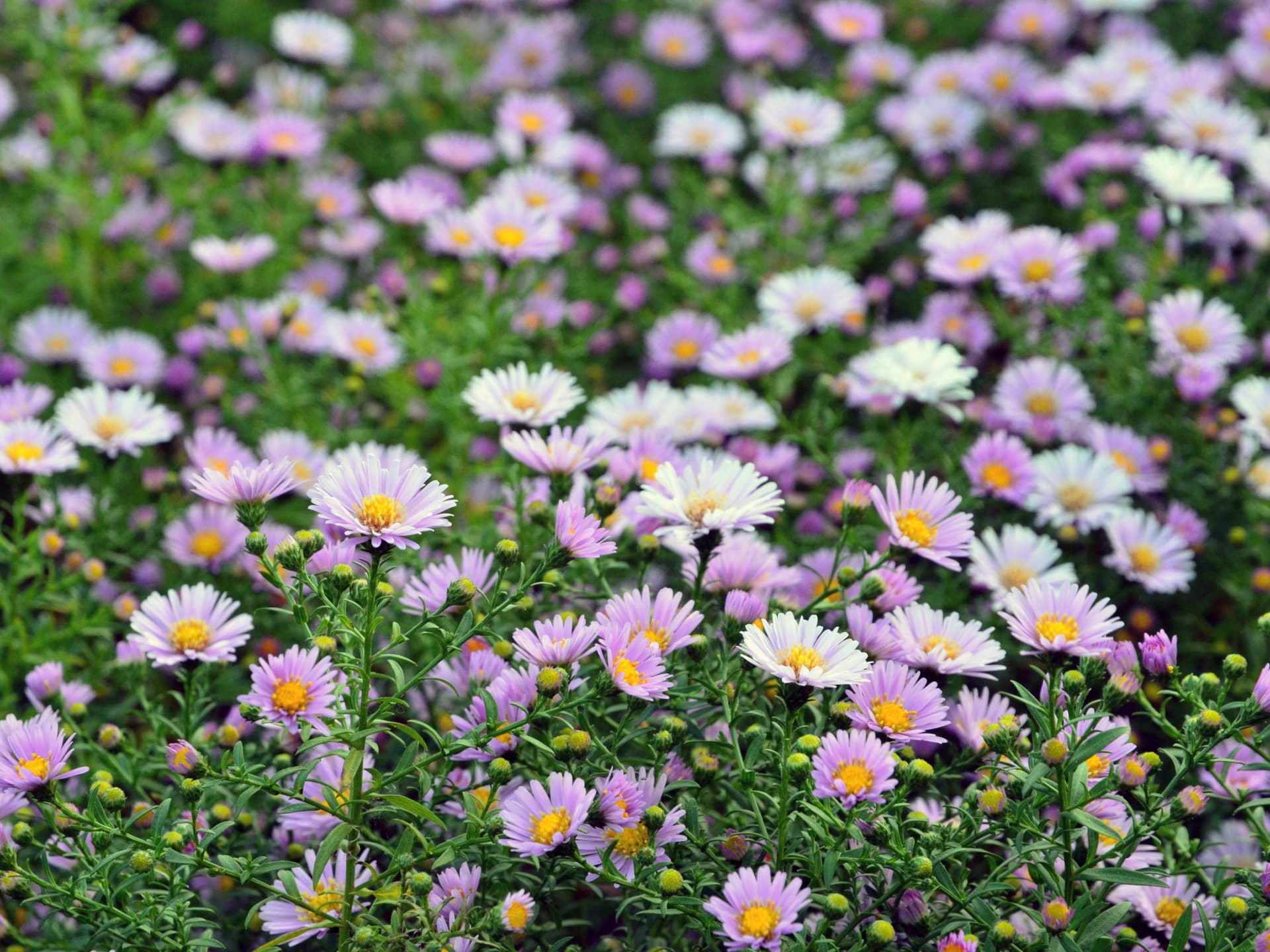 Pflanze für den Steingarten - Kissen-Aster
