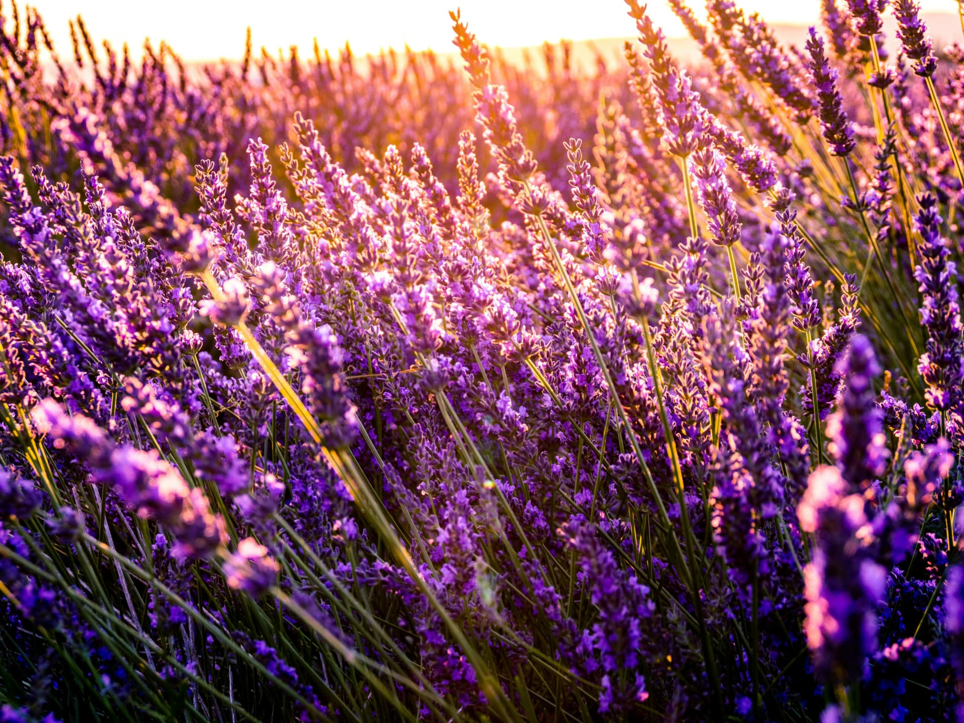 Pflanze für den Steingarten - Lavendel