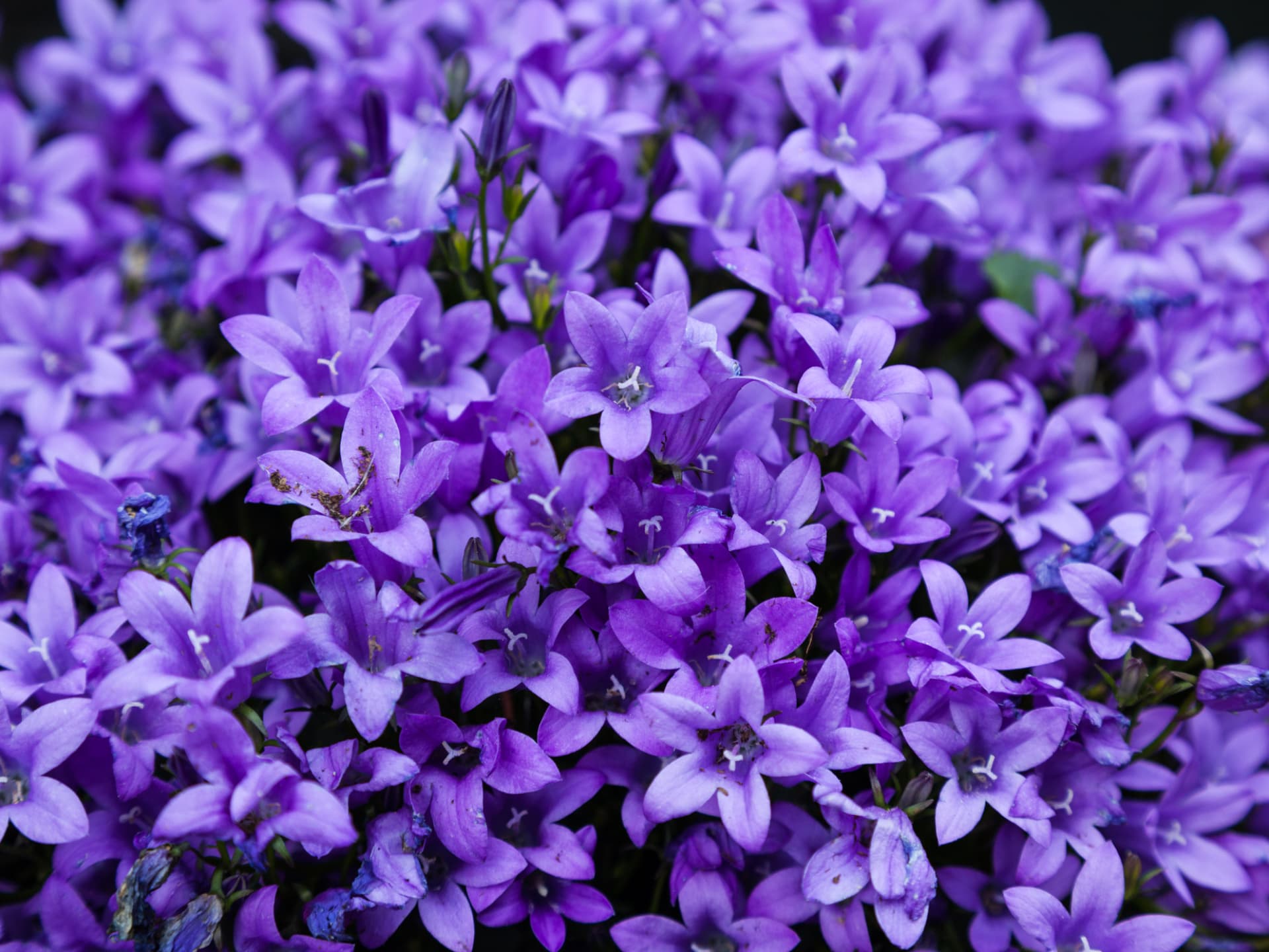 Pflanze für den Steingarten - Karpaten-Glockenblume