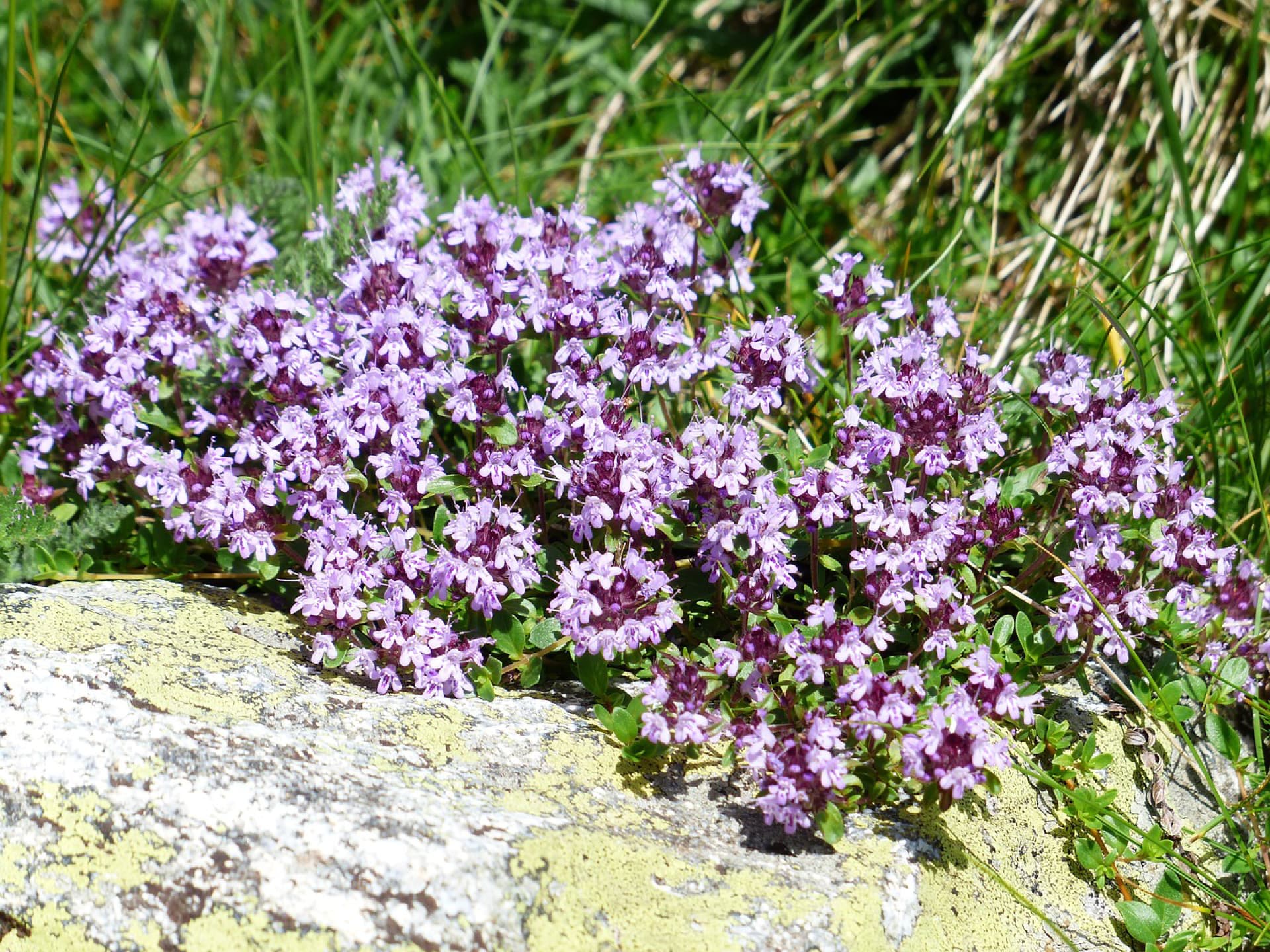 Pflanze für den Steingarten - Thymian