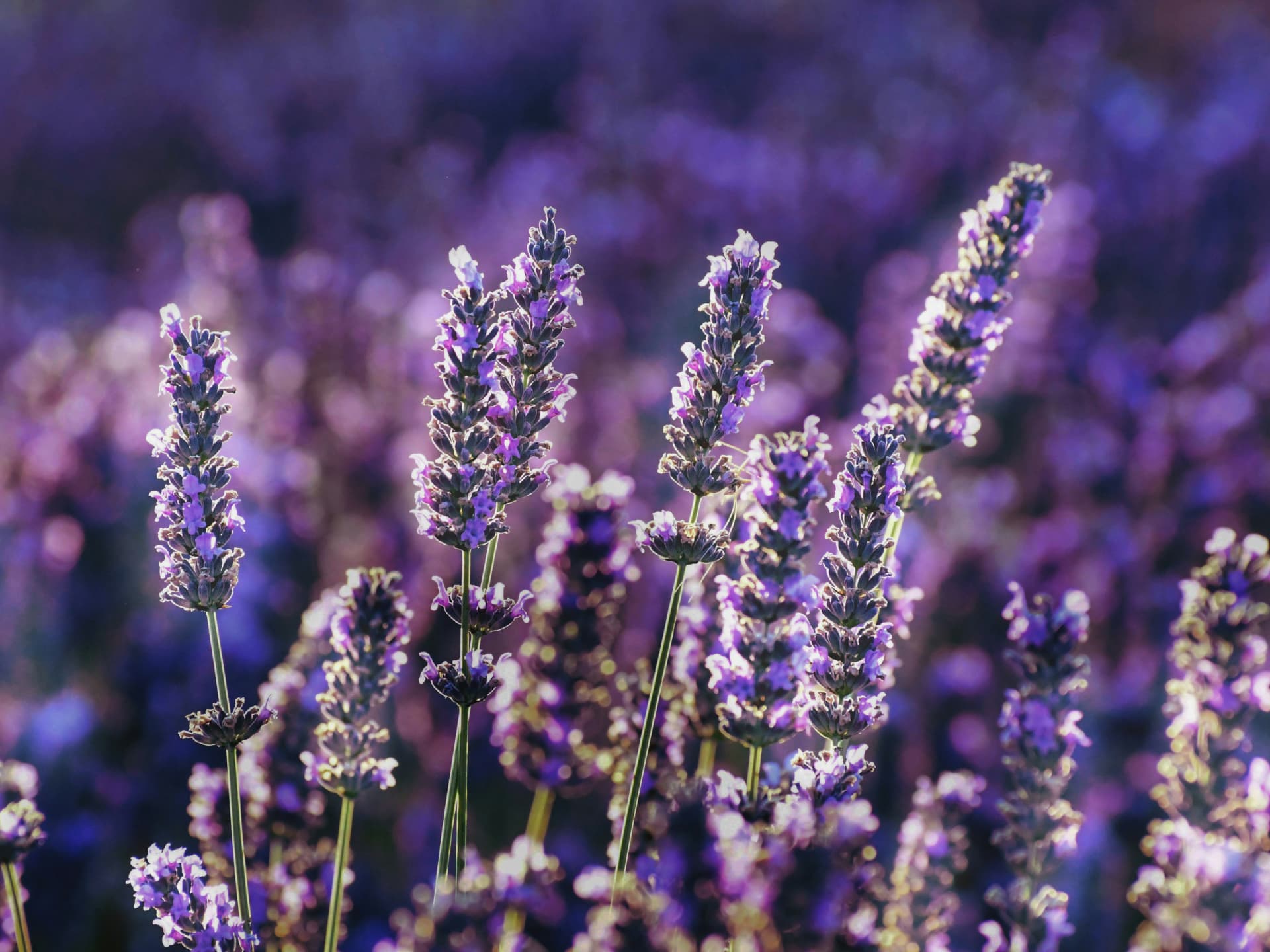 Pflanzen für Schmetterlinge - Lavendel
