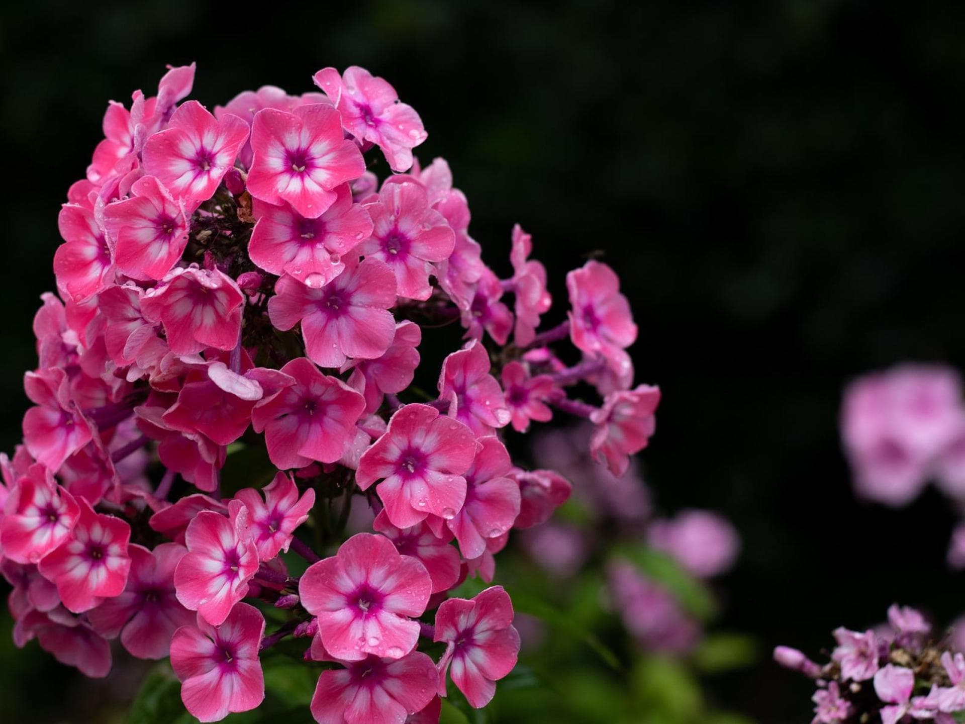 Pflanzen für Schmetterlinge - Phlox