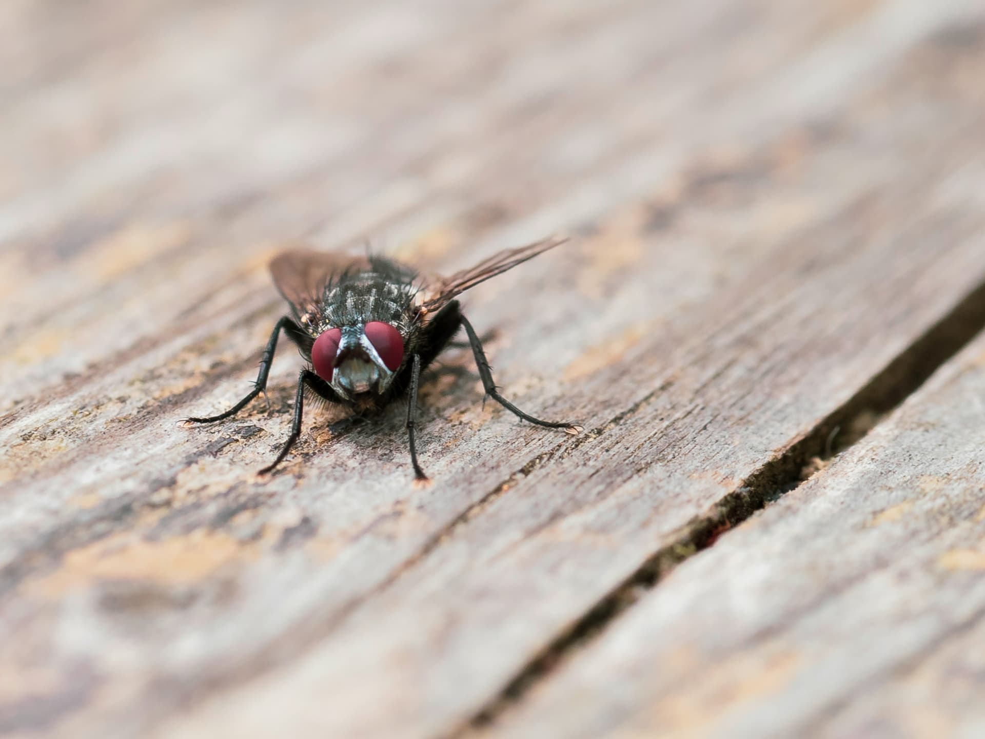 Eine Fliege sitzt auf dem Tisch