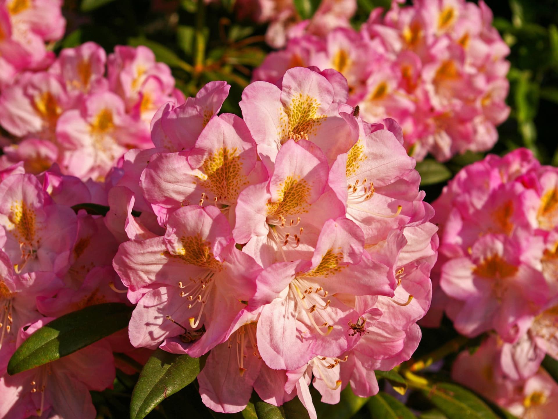 Mit einem sauren Boden machen Sie Rhododendron eine große Freude Welche Pflanzen mögen sauren Boden - Rhododendron