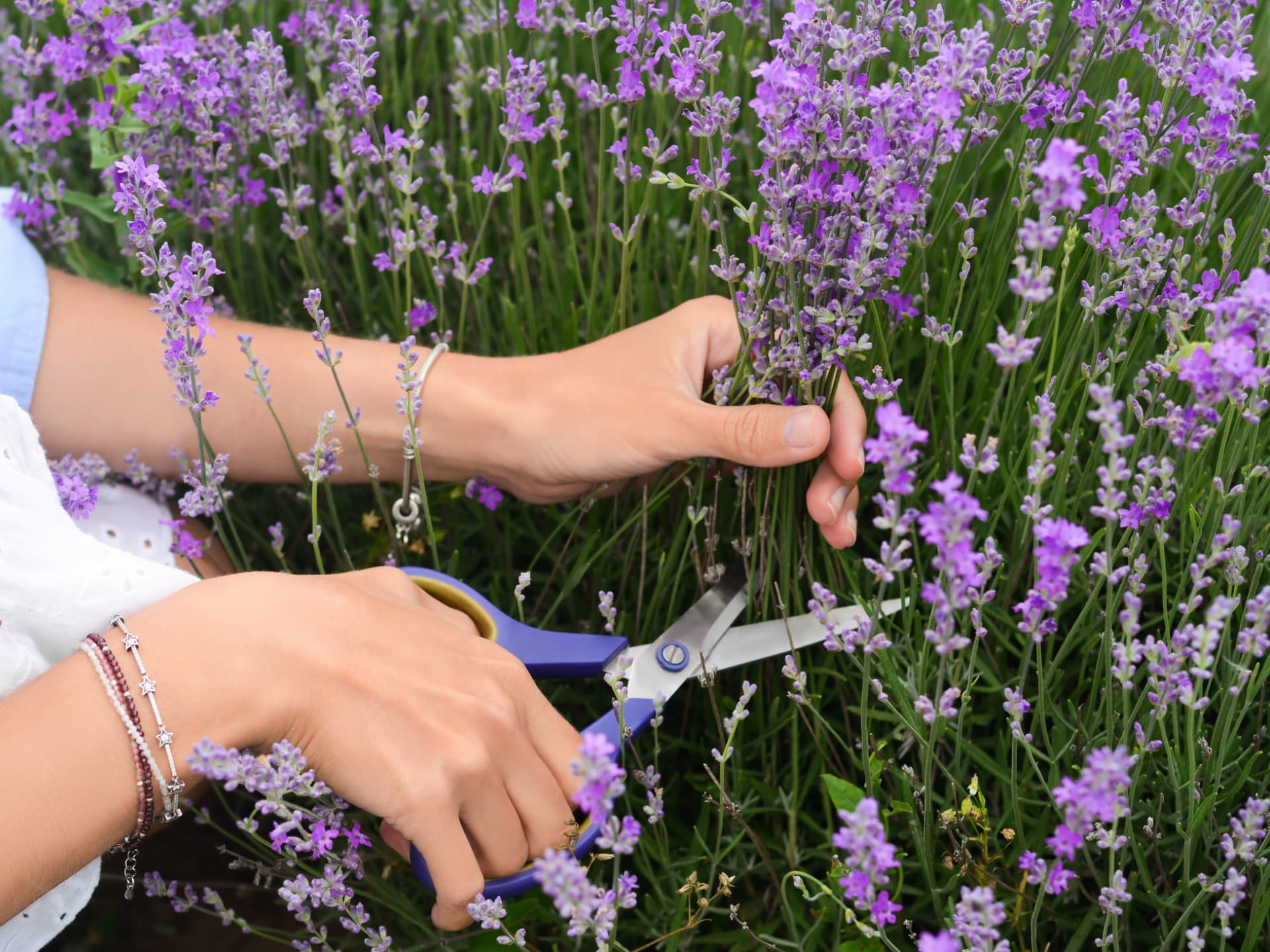 Frau schneidet Lavendel