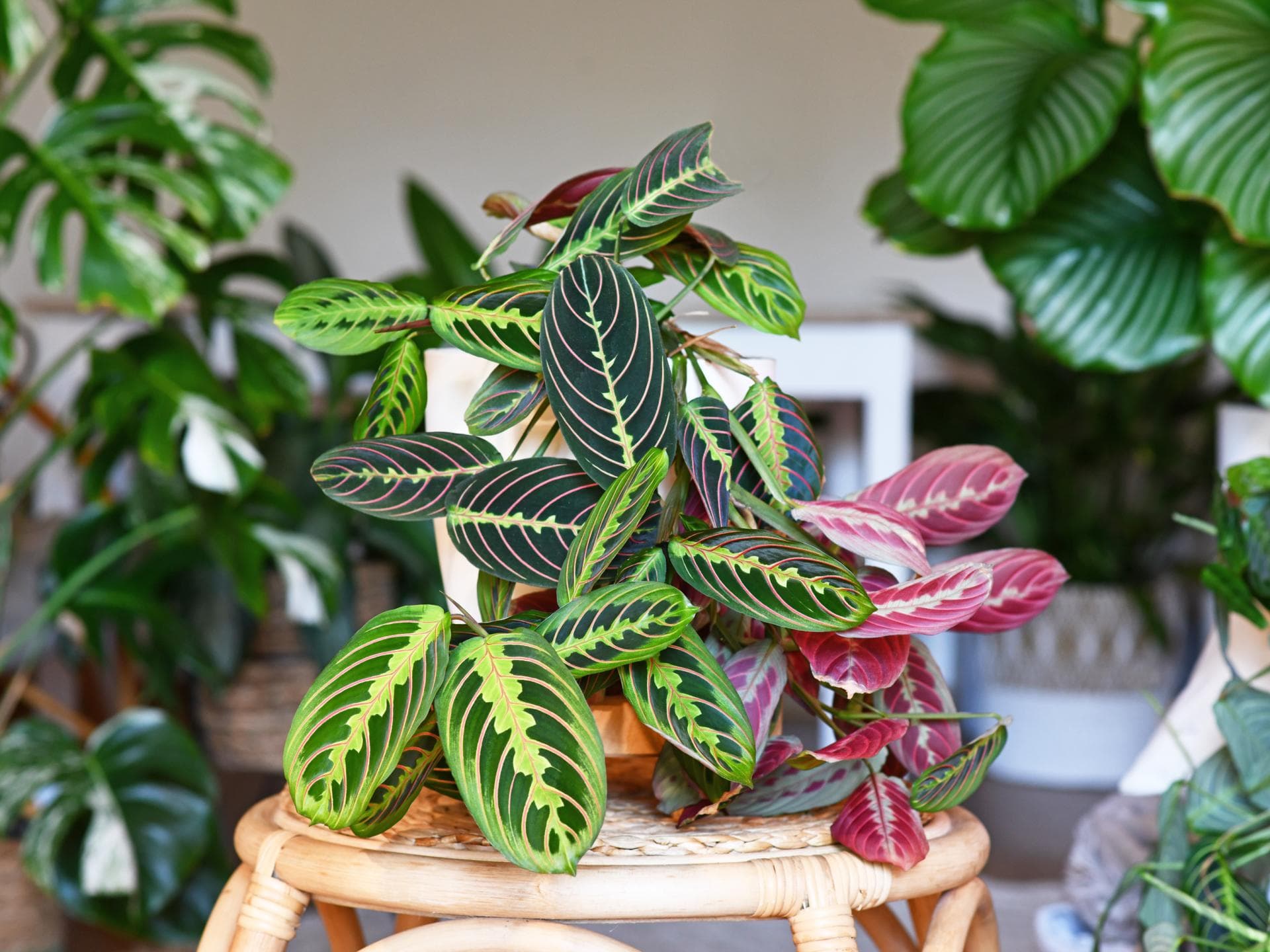 Calathea pflegen: Die besten Tipps & Pflegefehler