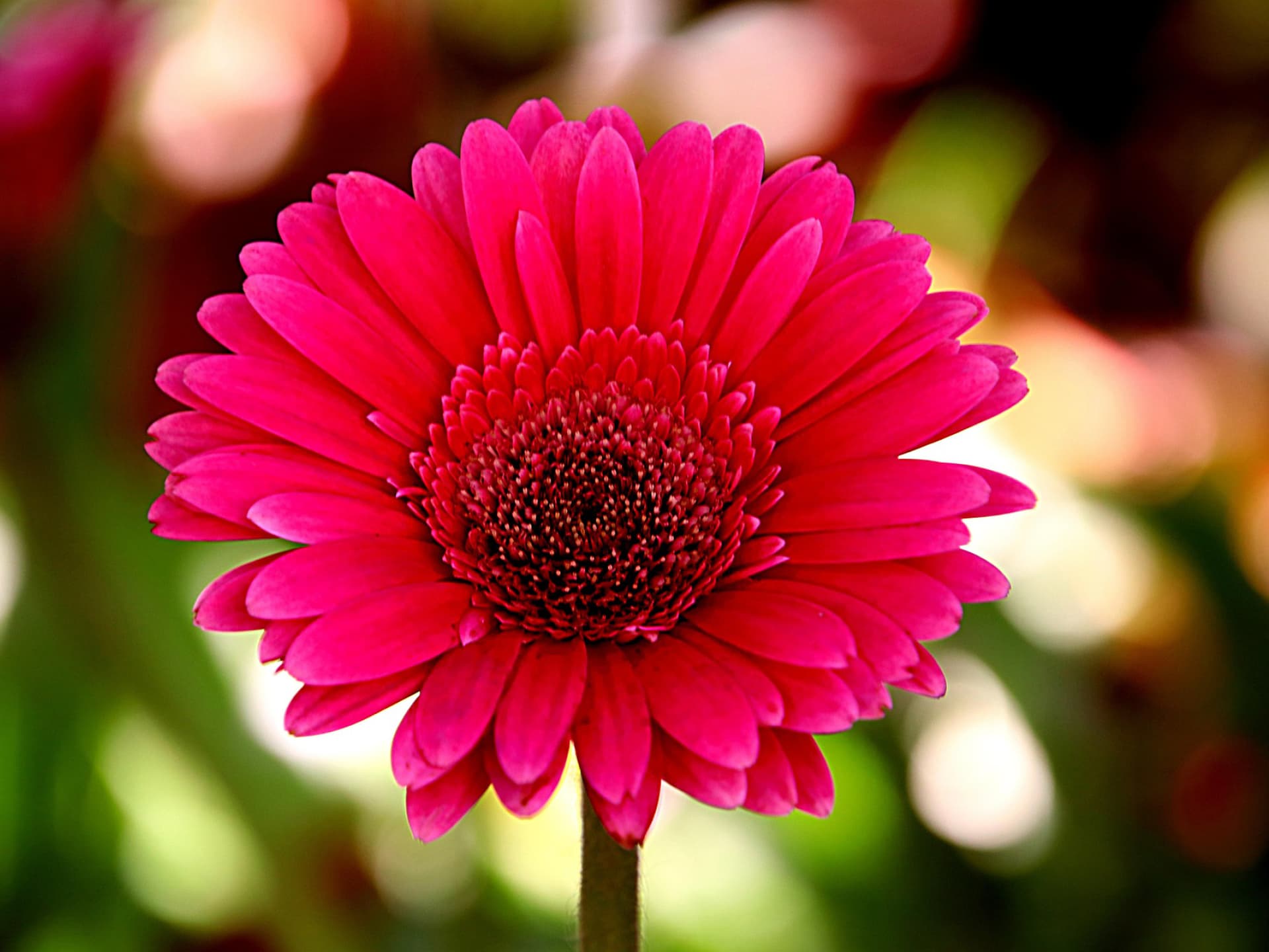 Gartenpflanzen, die wenig Wasser brauchen - Gerbera