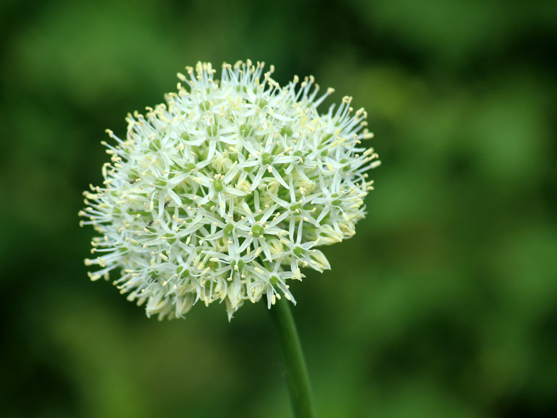 Gartenpflanzen, die wenig Wasser brauchen - Knoblauch