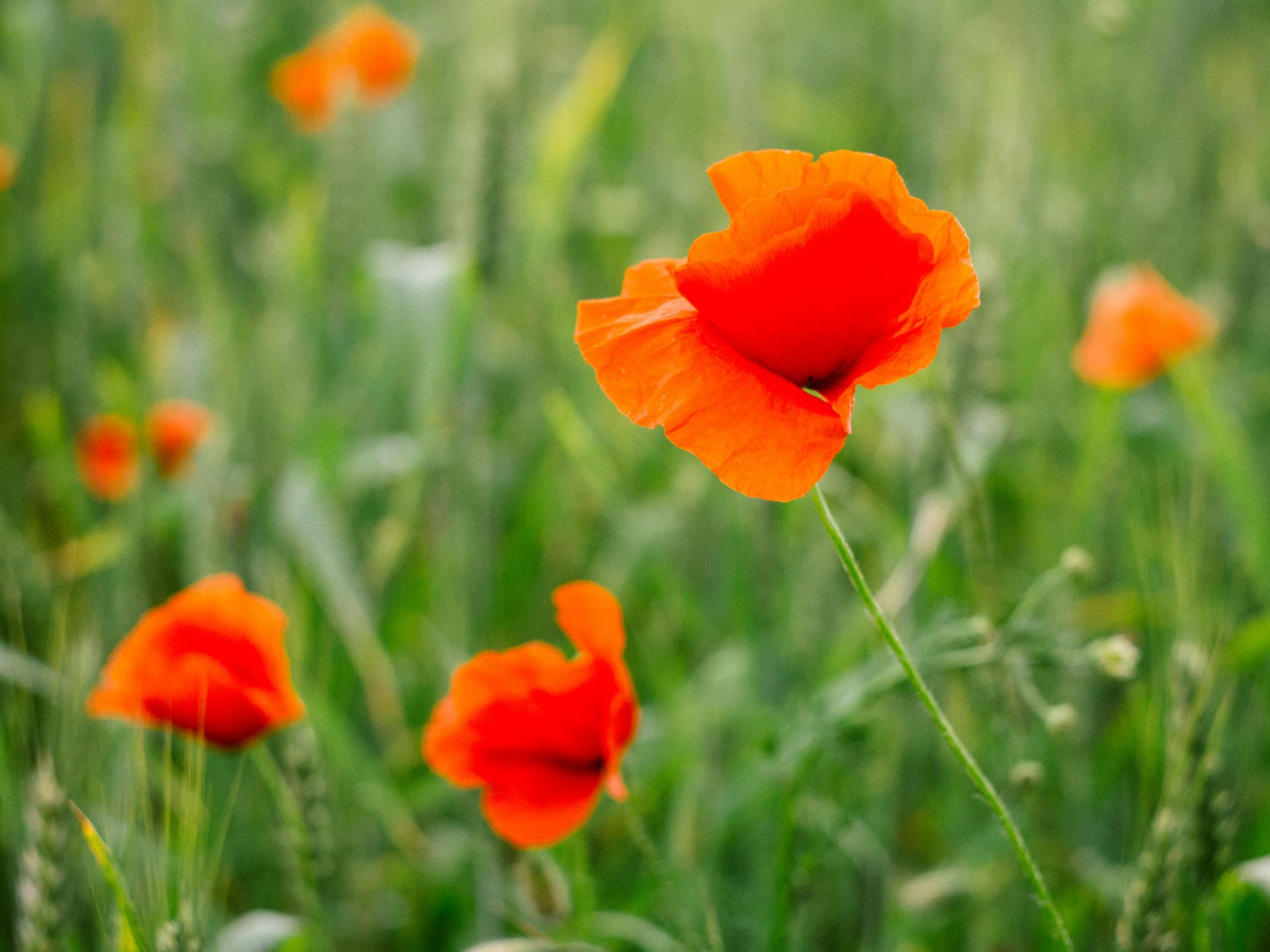 Gartenpflanzen, die wenig Wasser brauchen - Mohn
