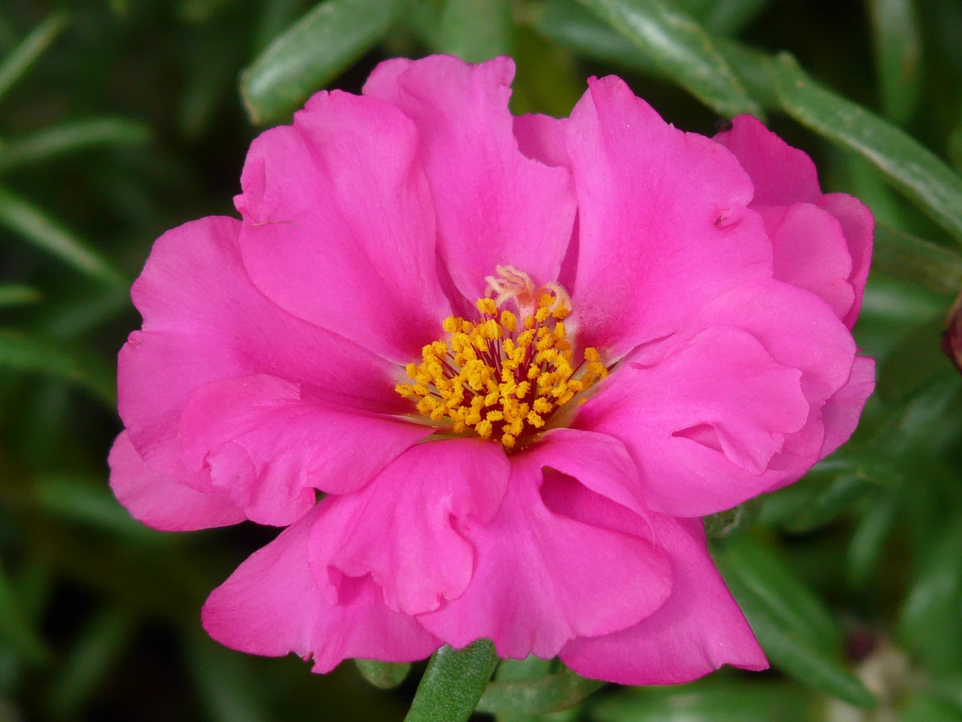 Gartenpflanzen, die wenig Wasser brauchen - Portulakröschen
