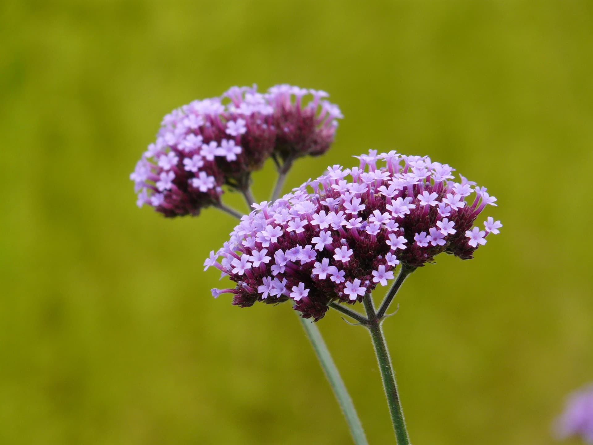 Gartenpflanzen, die wenig Wasser brauchen - Verbene