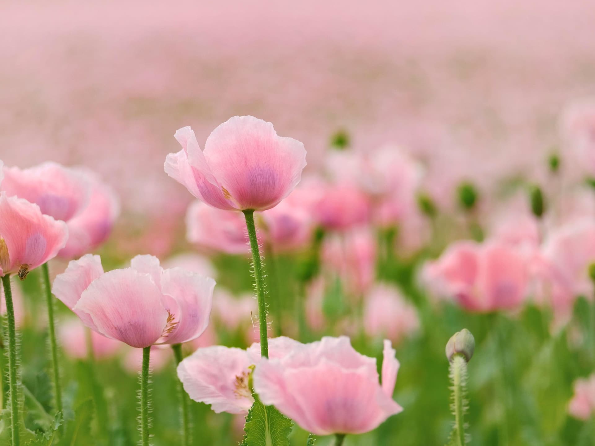 Gartenpflanzen die wenig Wasser brauchen